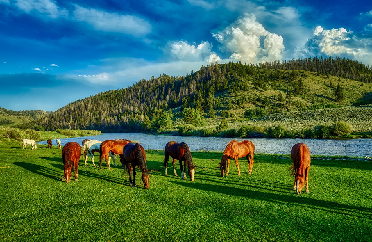 Desktop Wallpaper horse USA Wyoming HDR Hill Meadow Grass Rivers