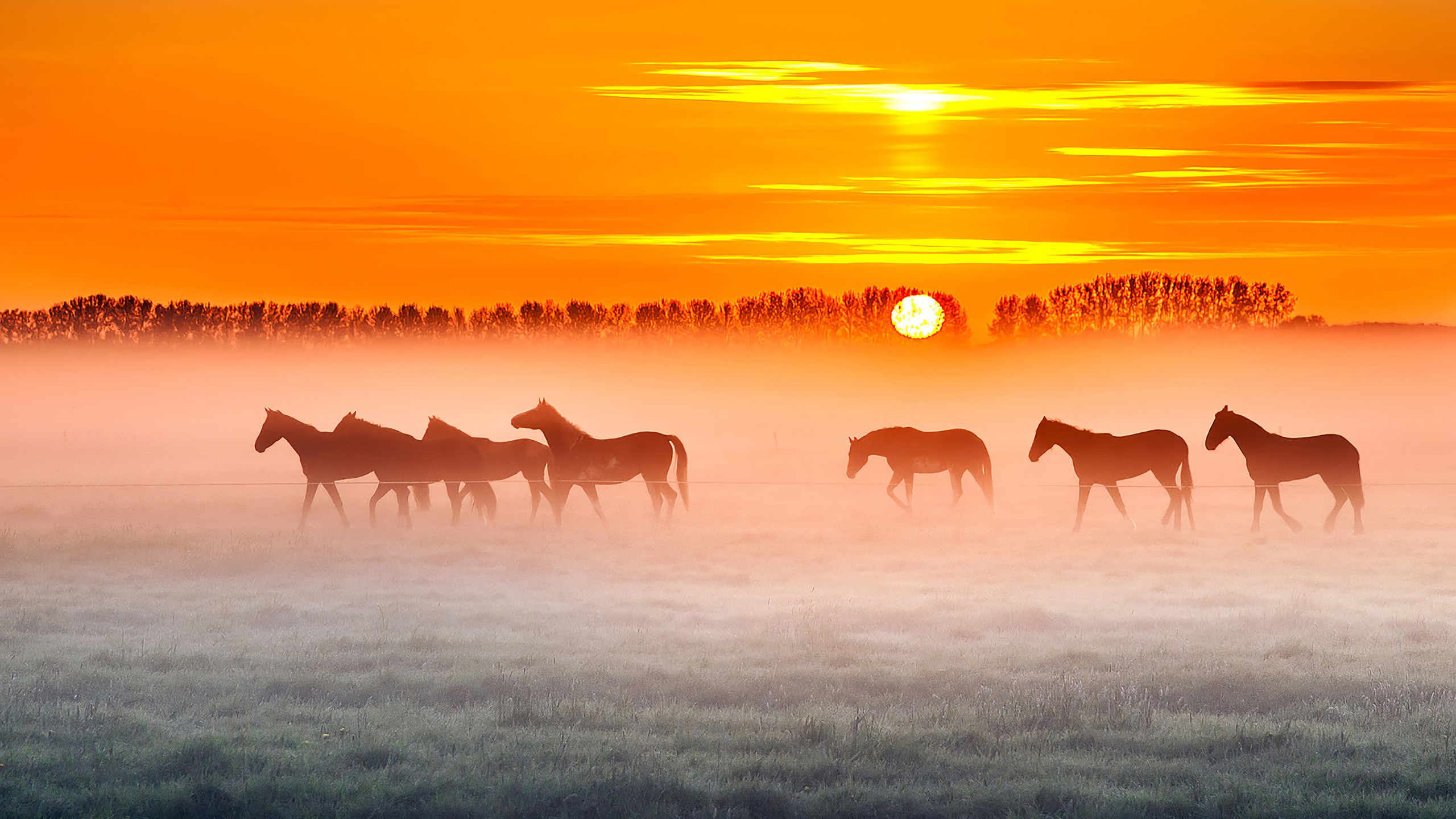 Horses Sunset 4k 1440P Resolution HD 4k Wallpaper, Image, Background, Photo and Picture