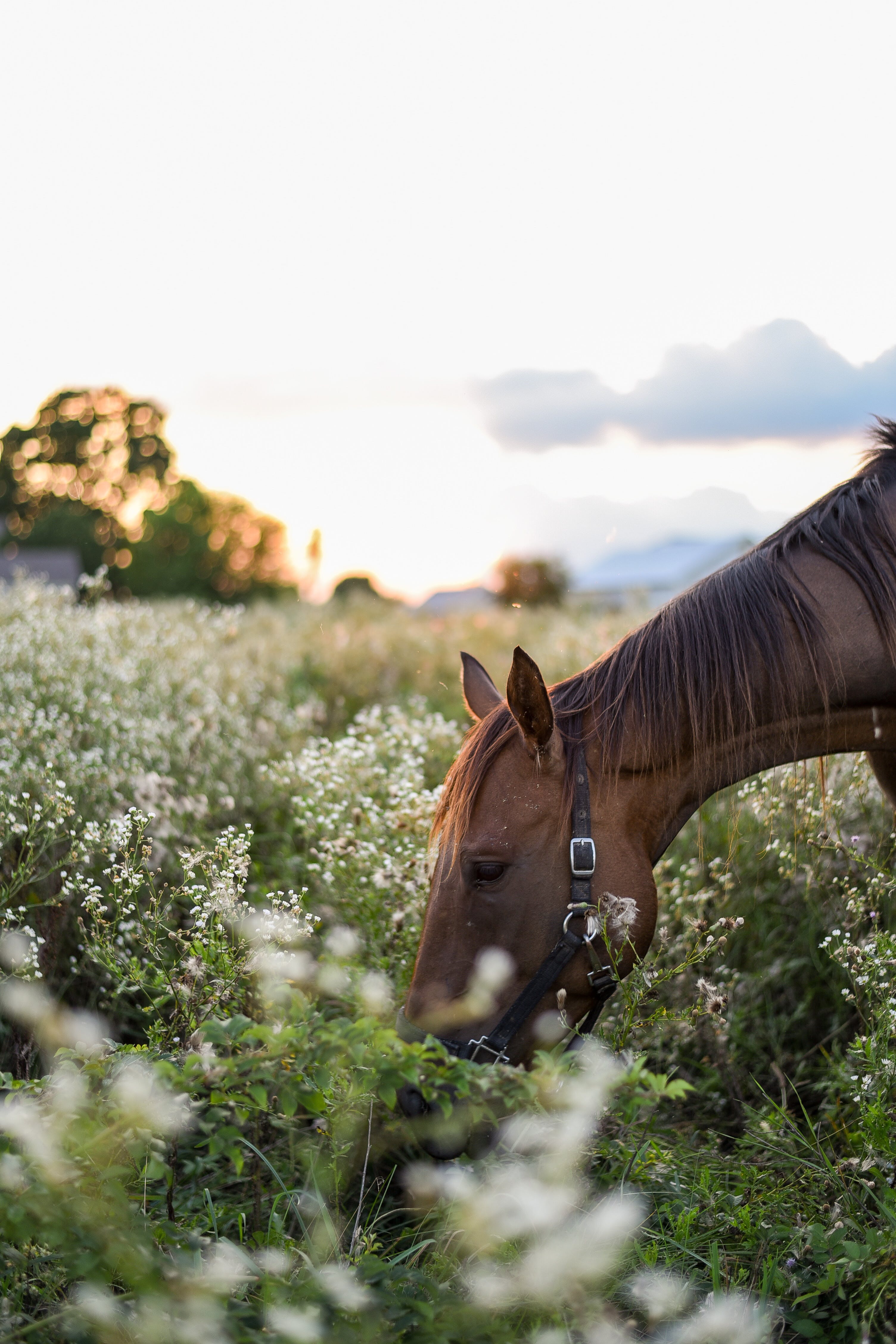 Horse Ranch Photo, Download The BEST Free Horse Ranch & HD Image