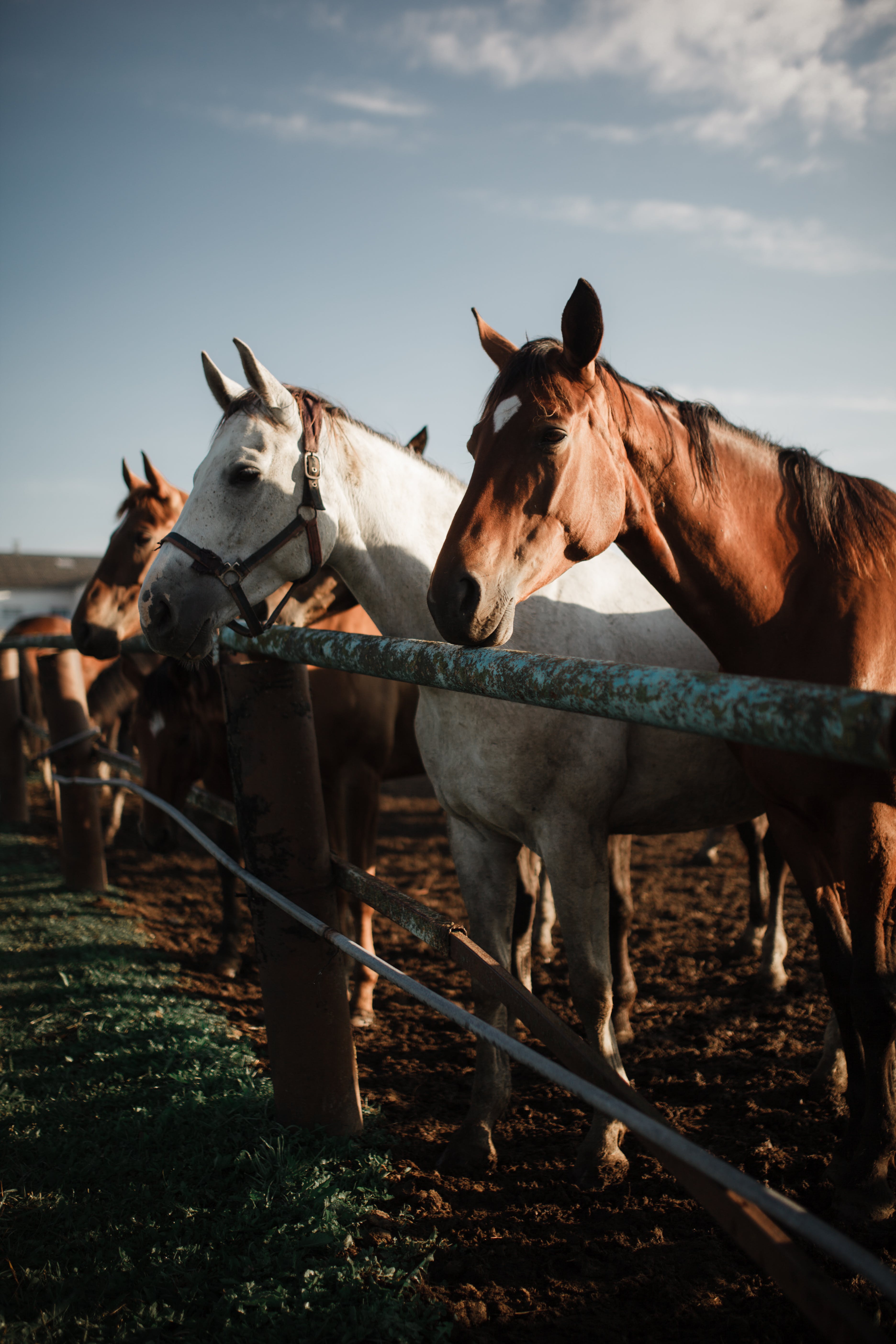 A horse farm on the sunrise · Free