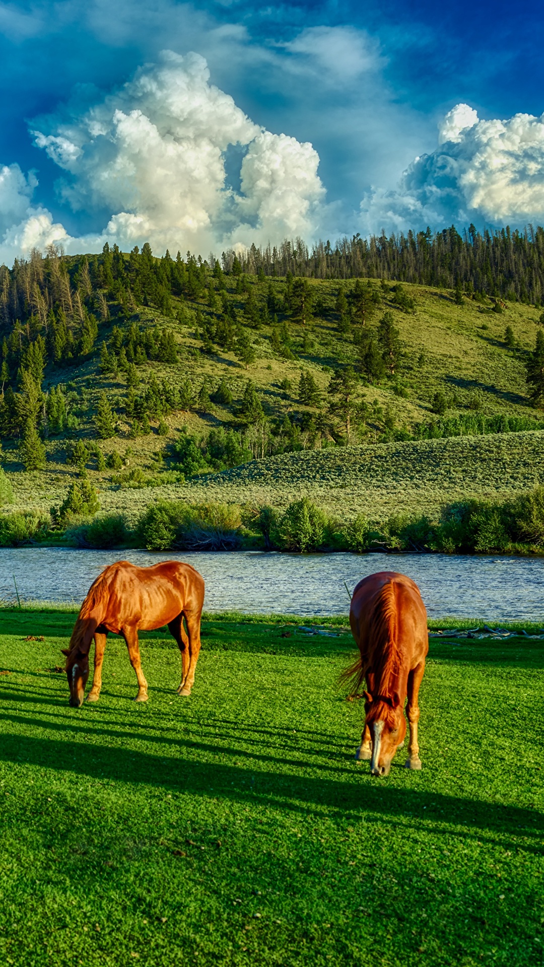 Desktop Wallpaper horse USA Wyoming HDR Hill Meadow Grass 1080x1920