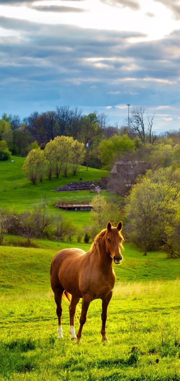wallpaper. Beautiful horses, Horse picture, Horse photo