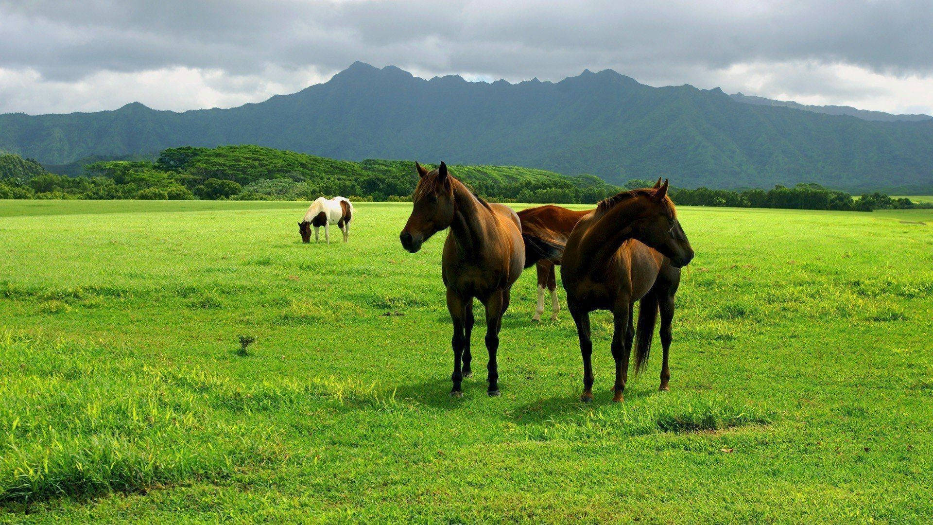 Download Farm Animal Brown Sturdy Horses Wallpaper