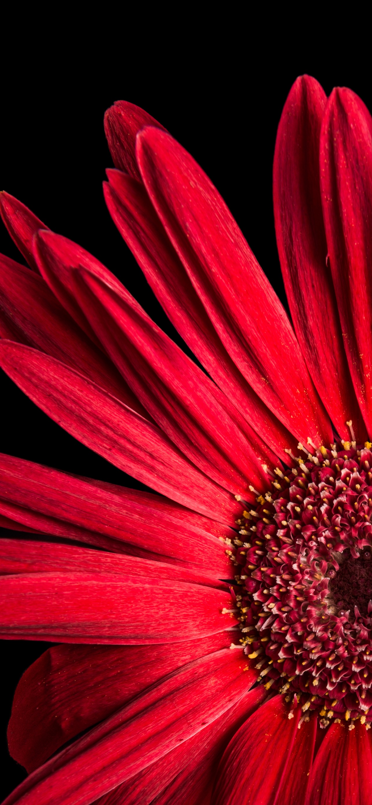 Gerbera Daisy Wallpaper 4K, Red flowers, Black background