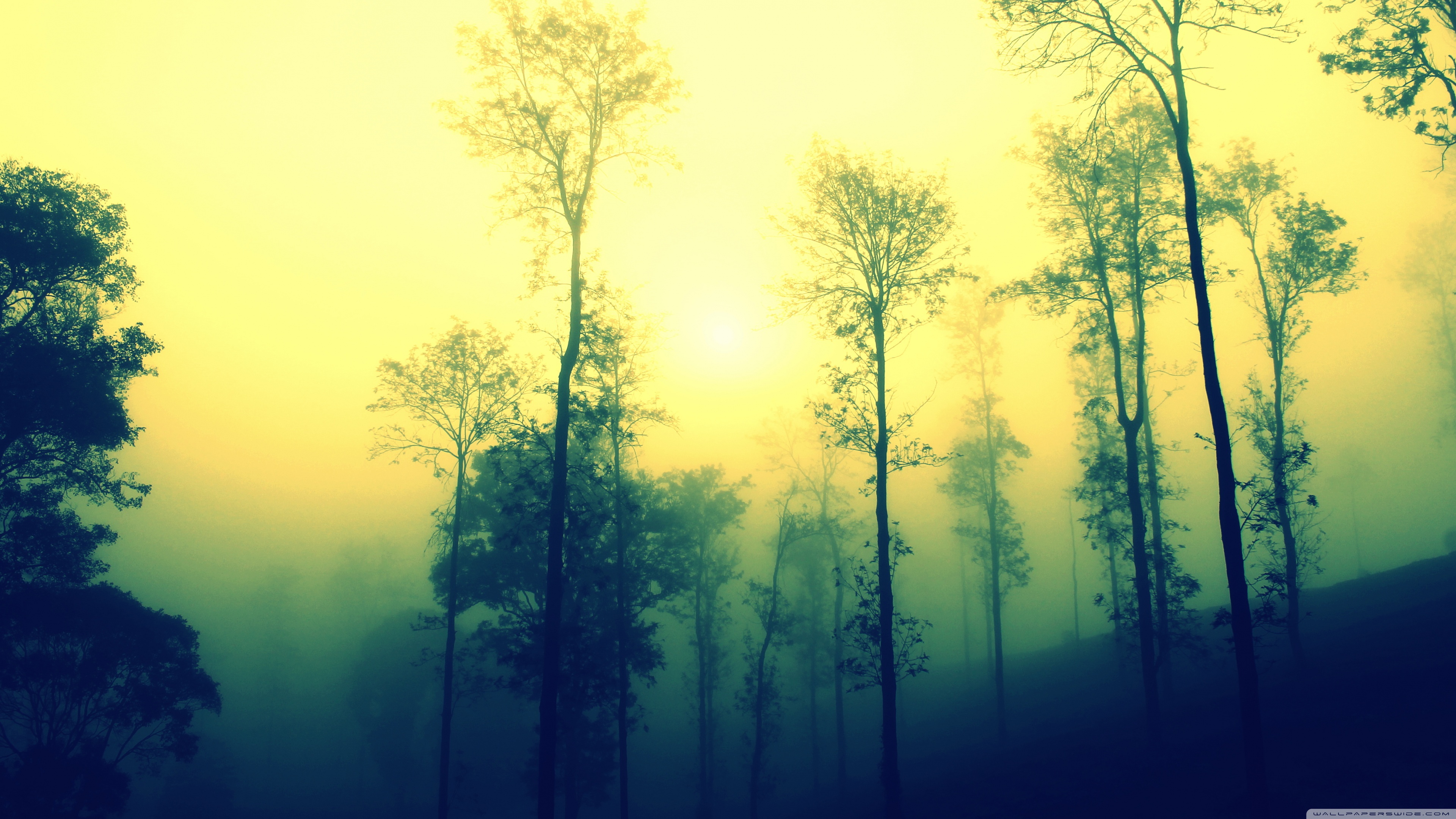 Misty Morning Ultra HD Desktop Background Wallpaper for 4K UHD TV, Widescreen & UltraWide Desktop & Laptop, Multi Display, Dual Monitor, Tablet