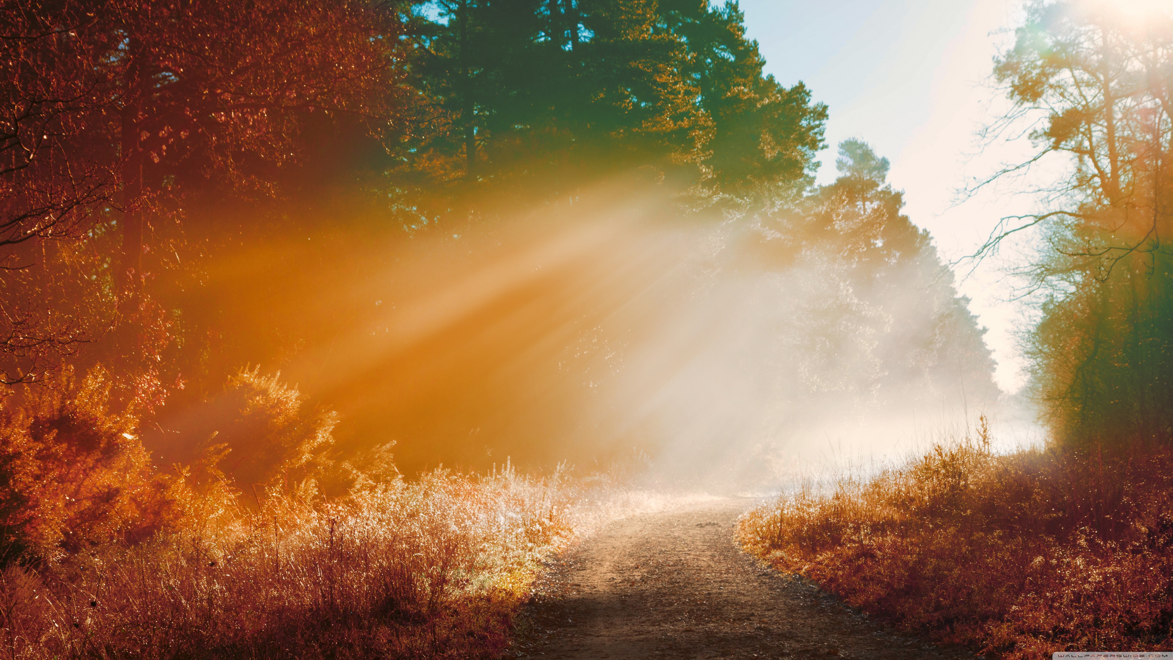 Misty Forest Road, Autumn Ultra HD Desktop Background Wallpaper for 4K UHD TV, Widescreen & UltraWide Desktop & Laptop, Tablet
