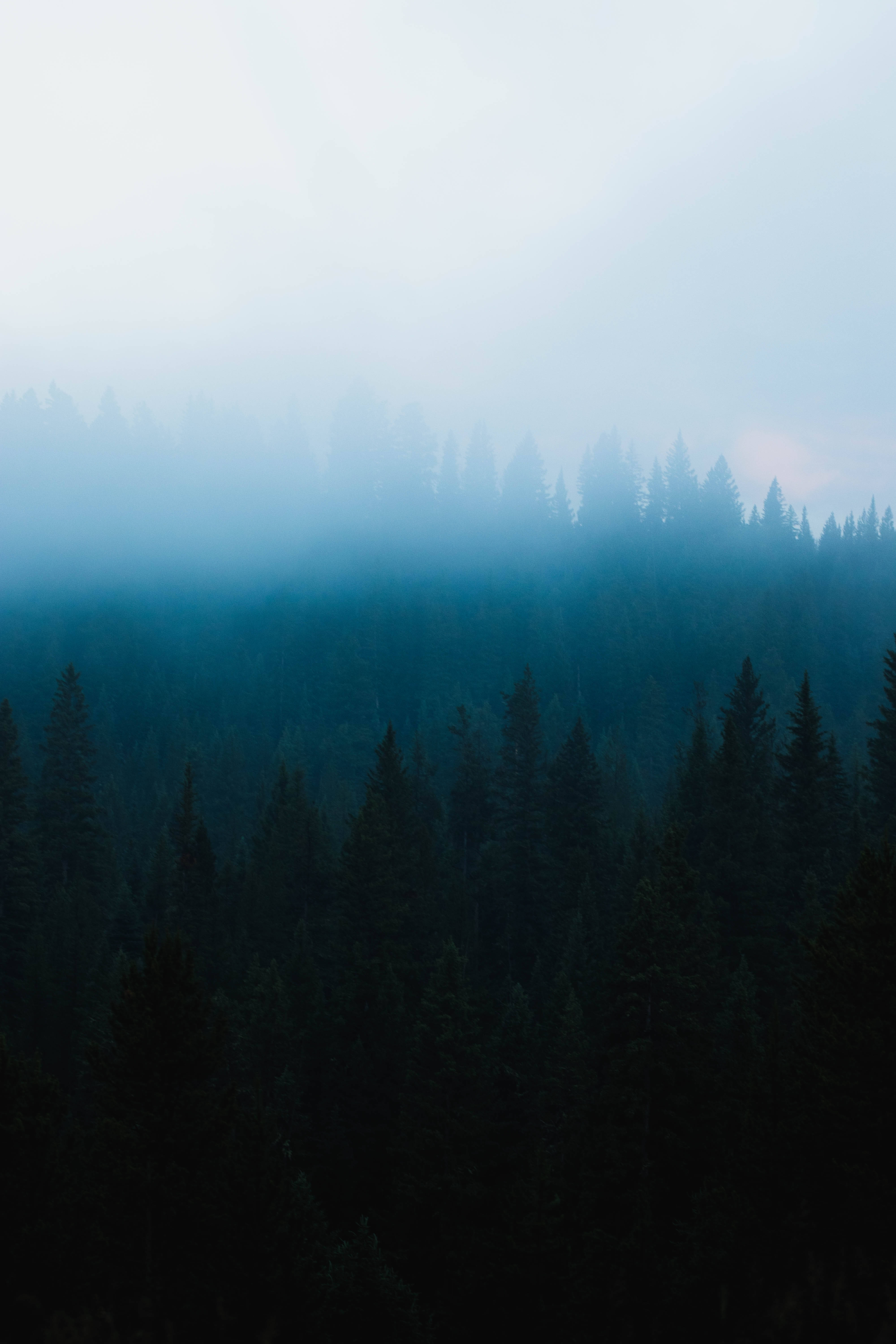Download Misty Stroll Through Dark Forest Wallpaper