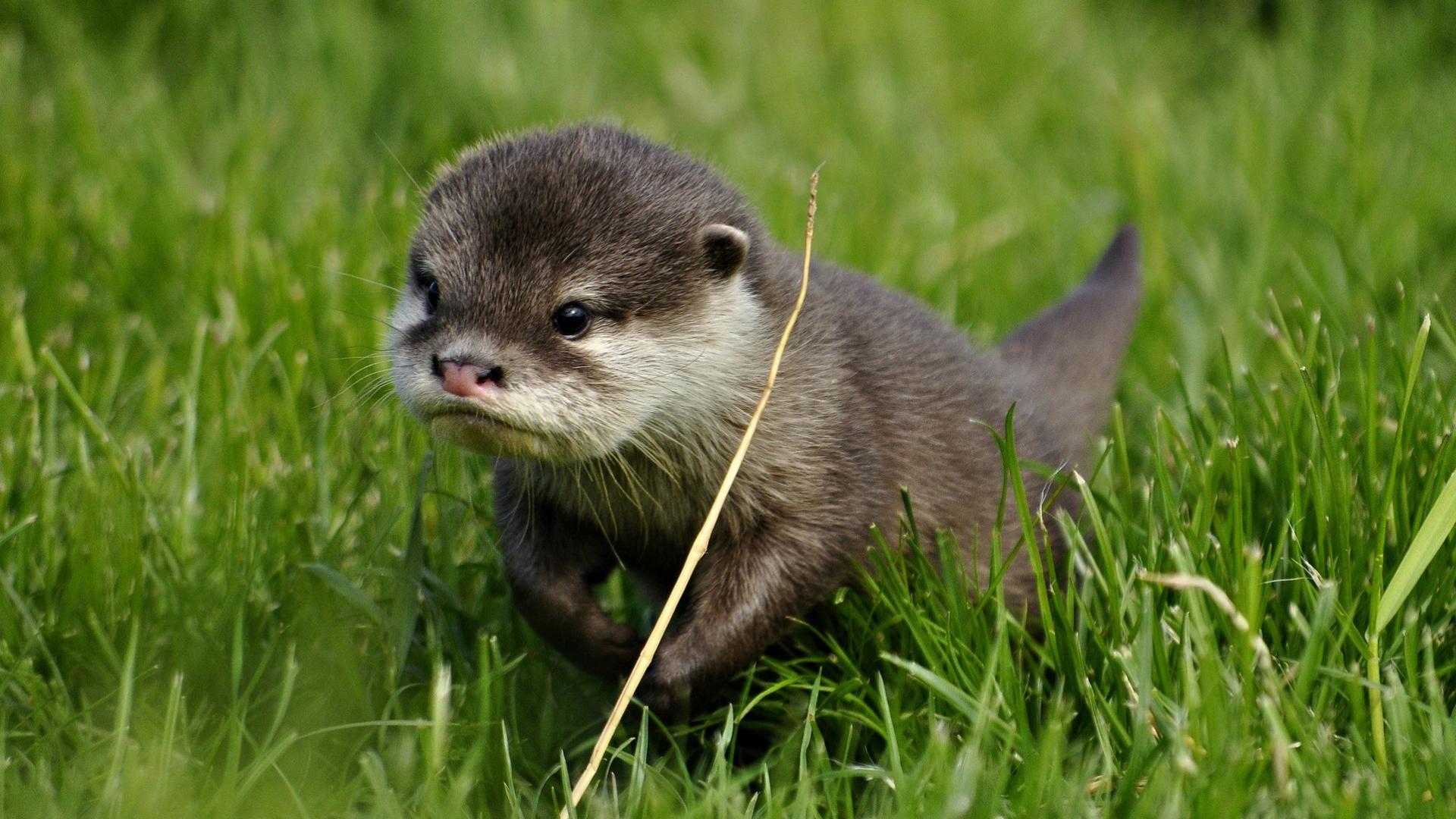 Charming Otter in HD Wallpaper