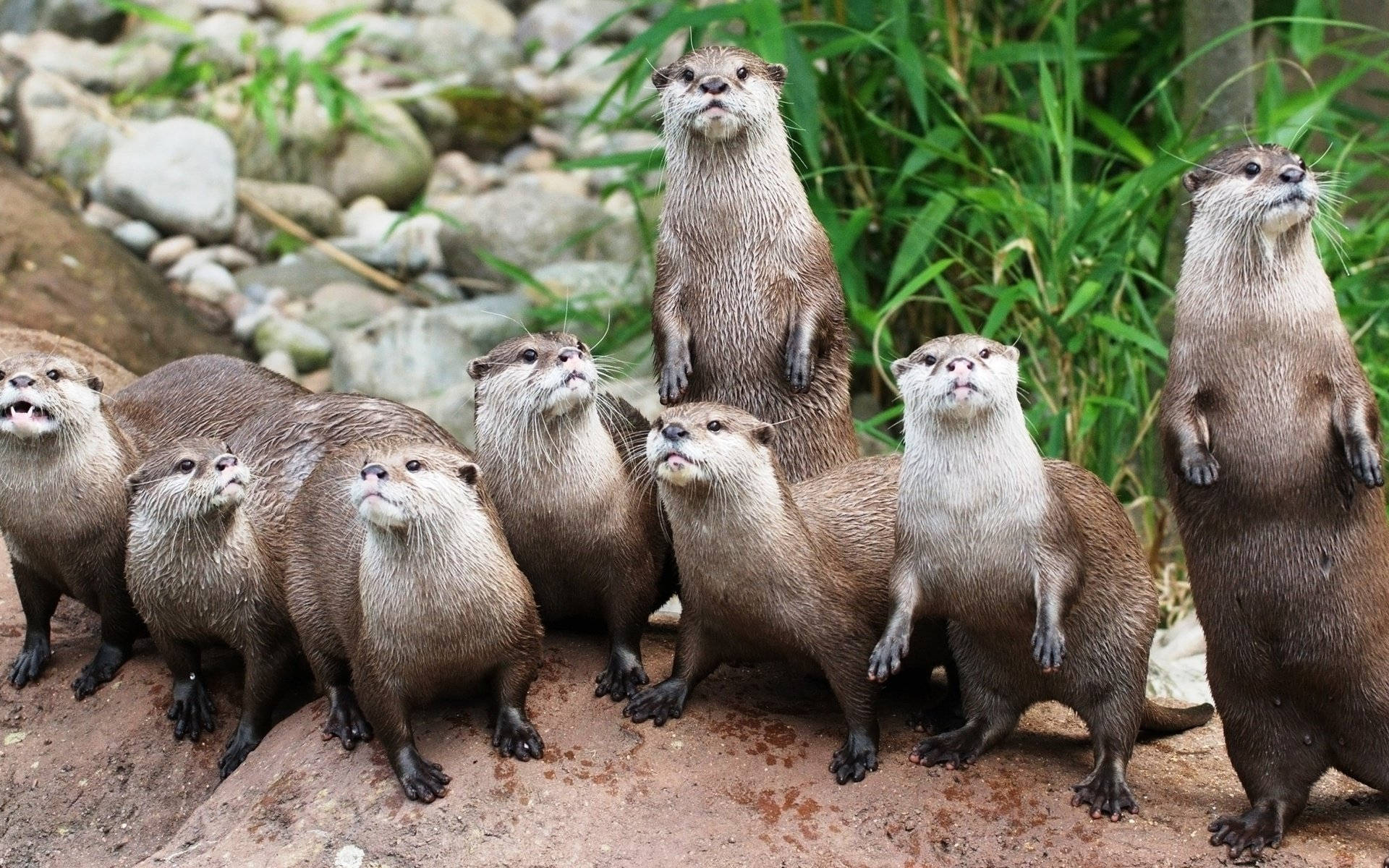 Download Otter Wildlife Wallpaper