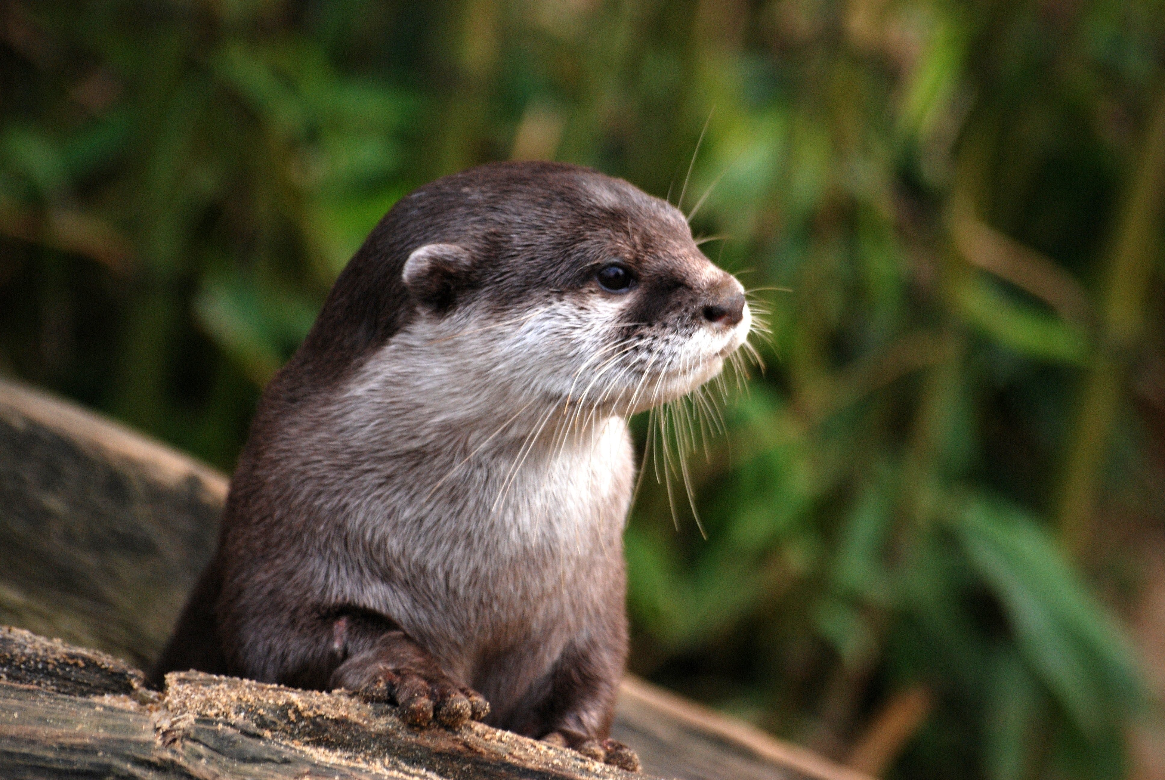 Otter Photo, Download The BEST Free Otter & HD Image