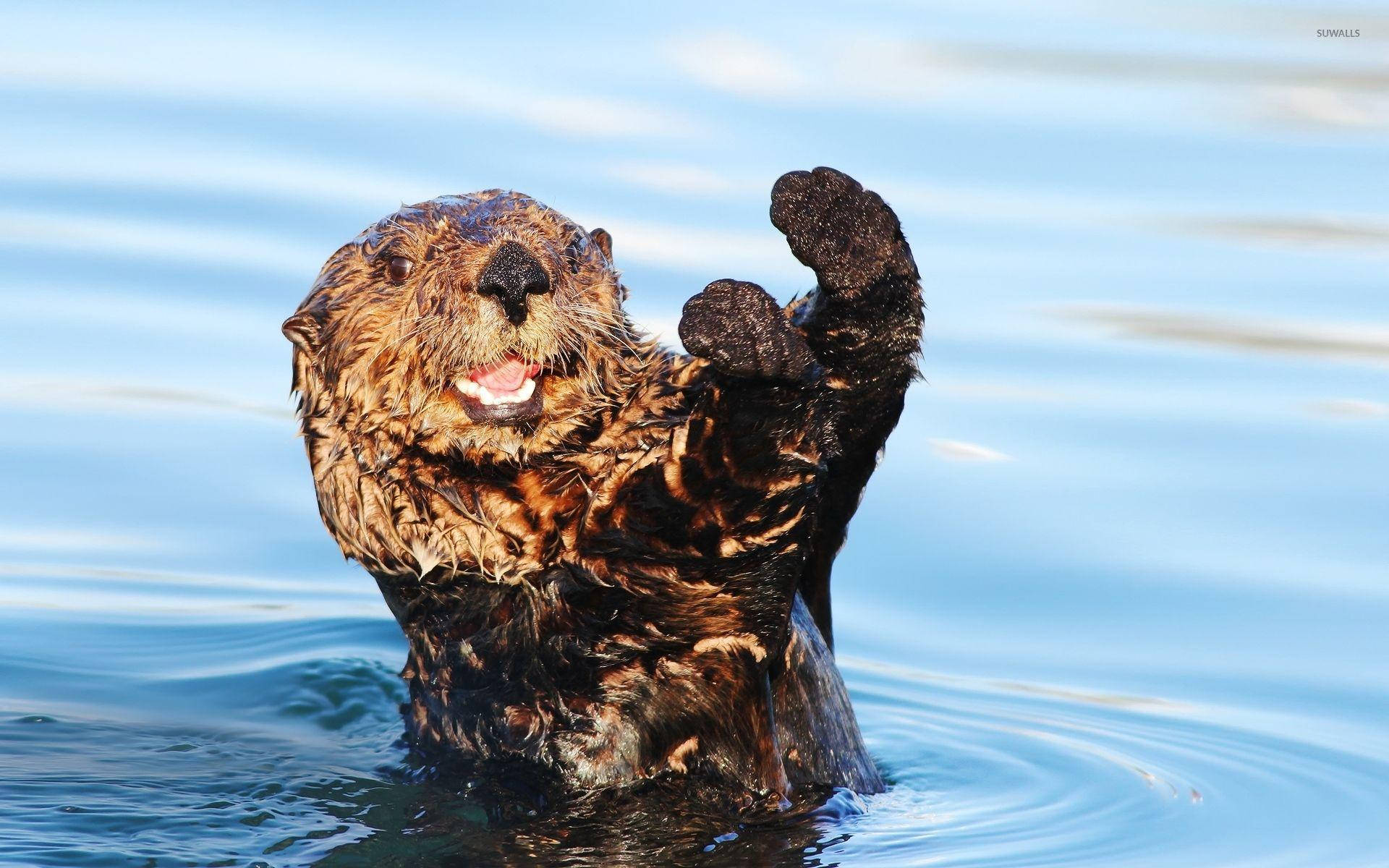 Download Otter Cool Pose Wallpaper