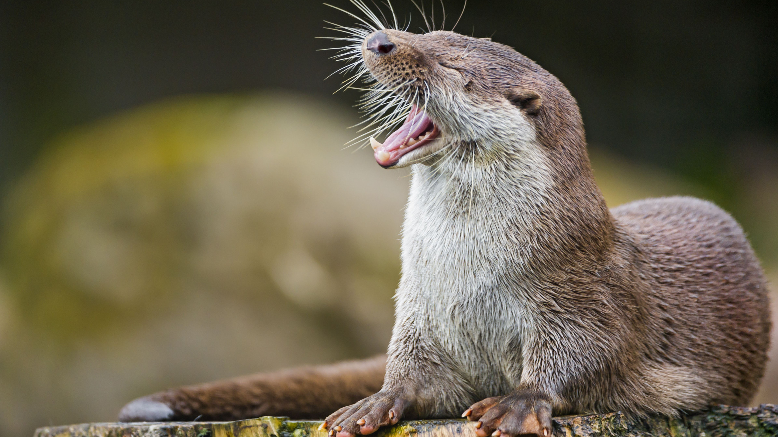 Wallpaper otter, cute animals, funny, Animals