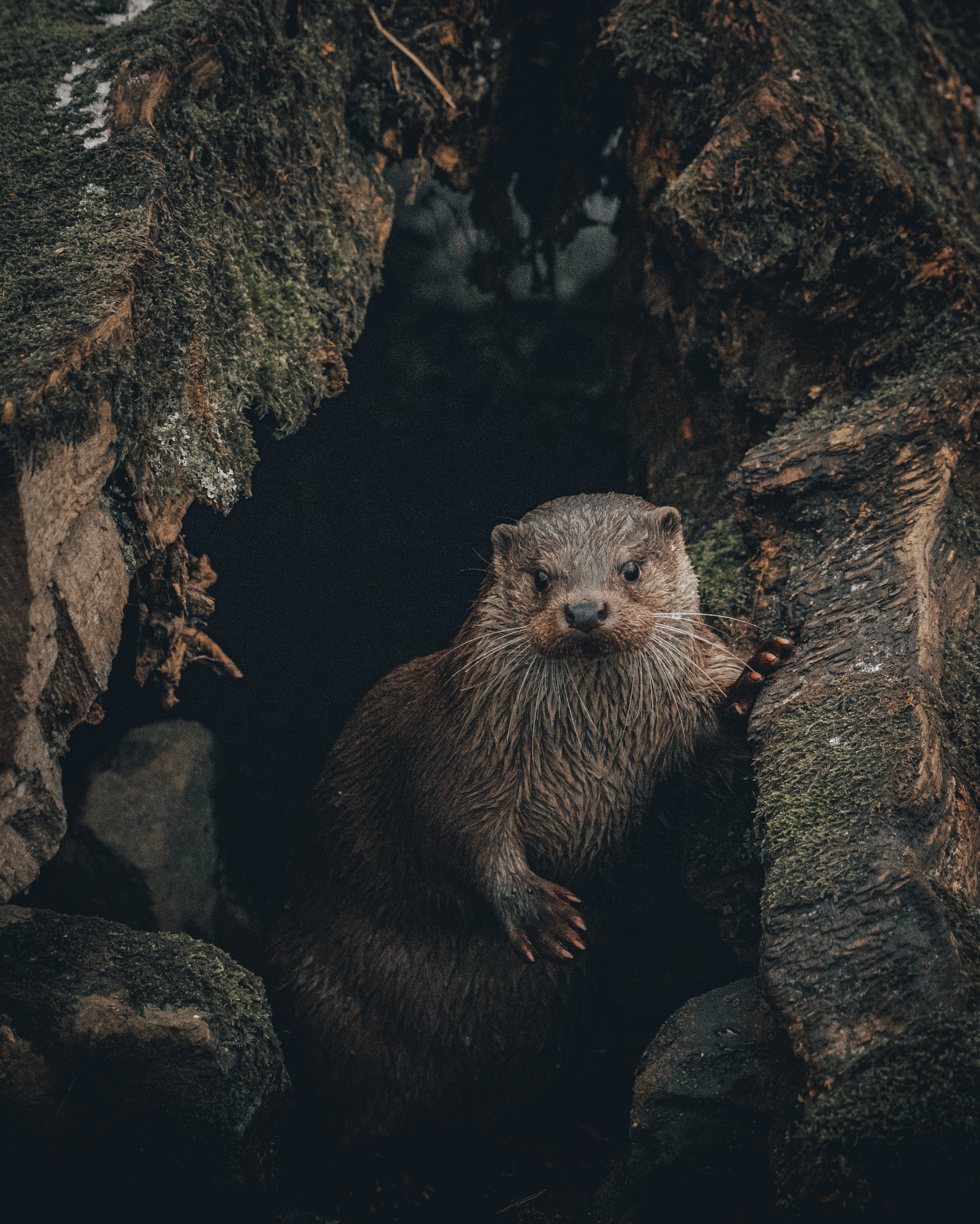 Otter Photo, Download The BEST Free Otter & HD Image