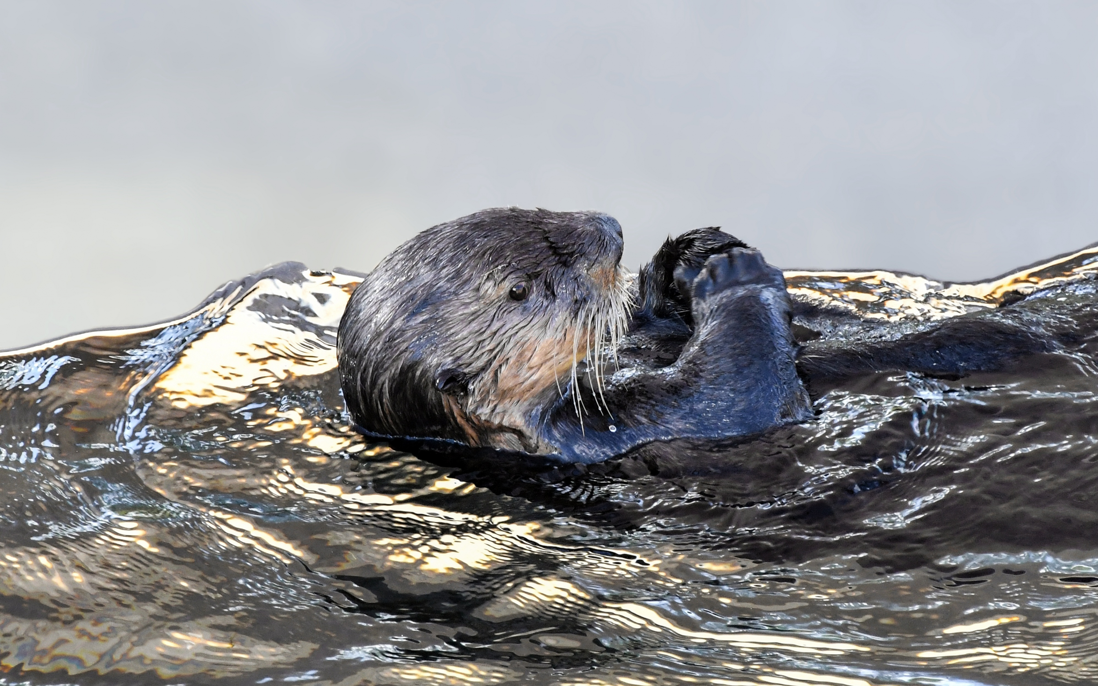 Download wallpaper 3840x2400 sea otter, aquatic animal, swim 4k wallaper, 4k ultra HD 16:10 wallpaper, 3840x2400 HD background, 6034