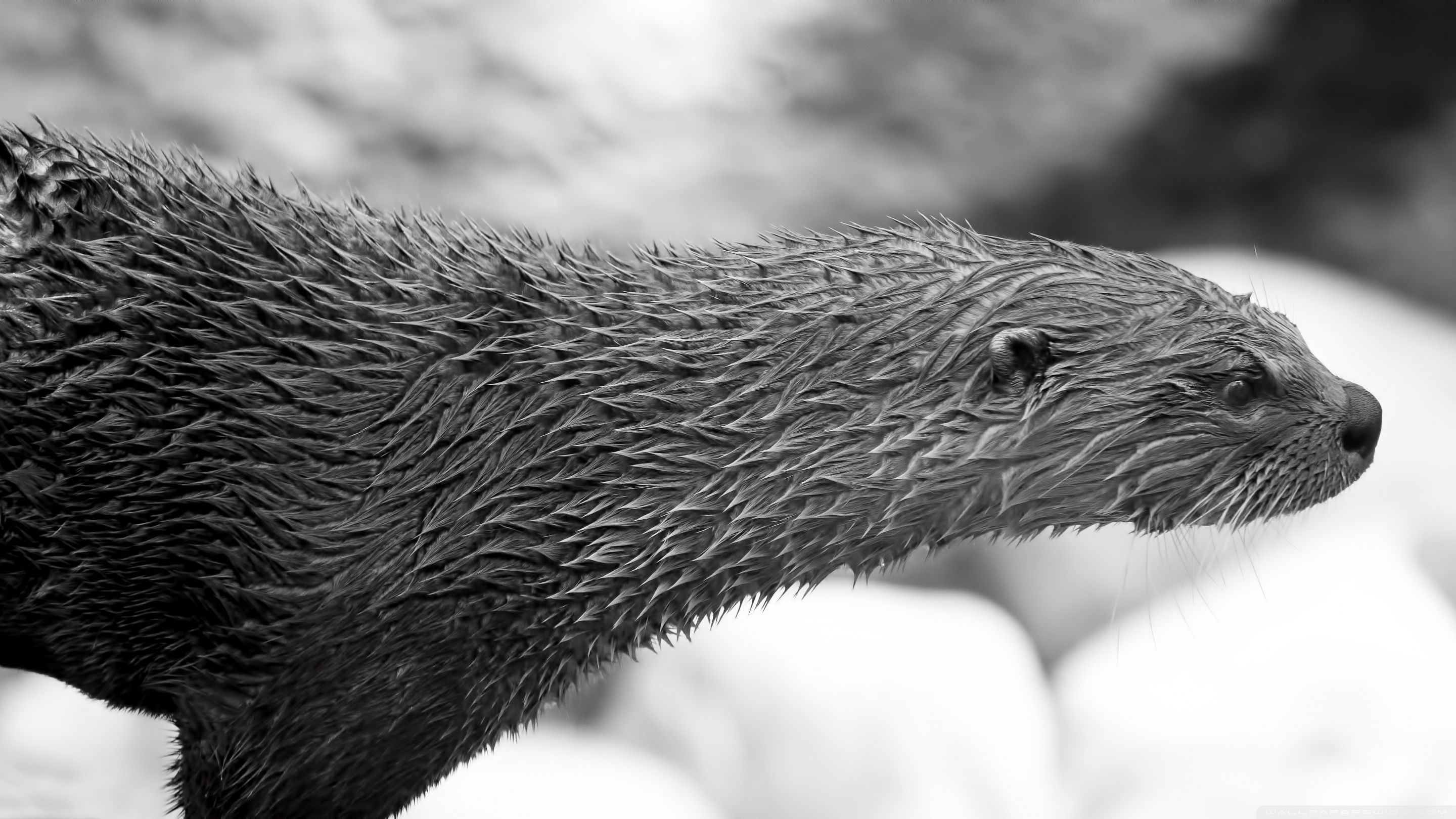 A Very Wet River Otter Ultra HD Desktop Background Wallpaper for 4K UHD TV, Widescreen & UltraWide Desktop & Laptop, Tablet