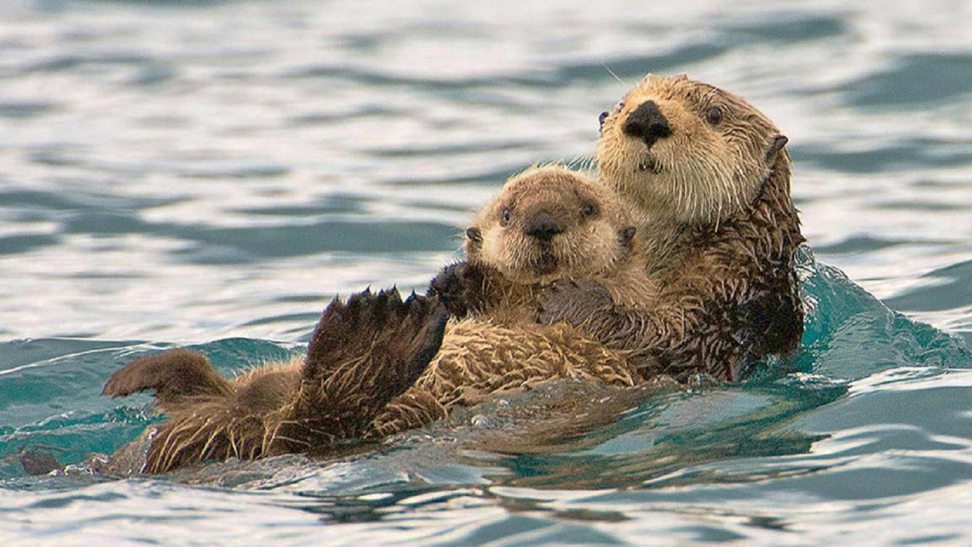Download Cute Otter Family Wallpaper