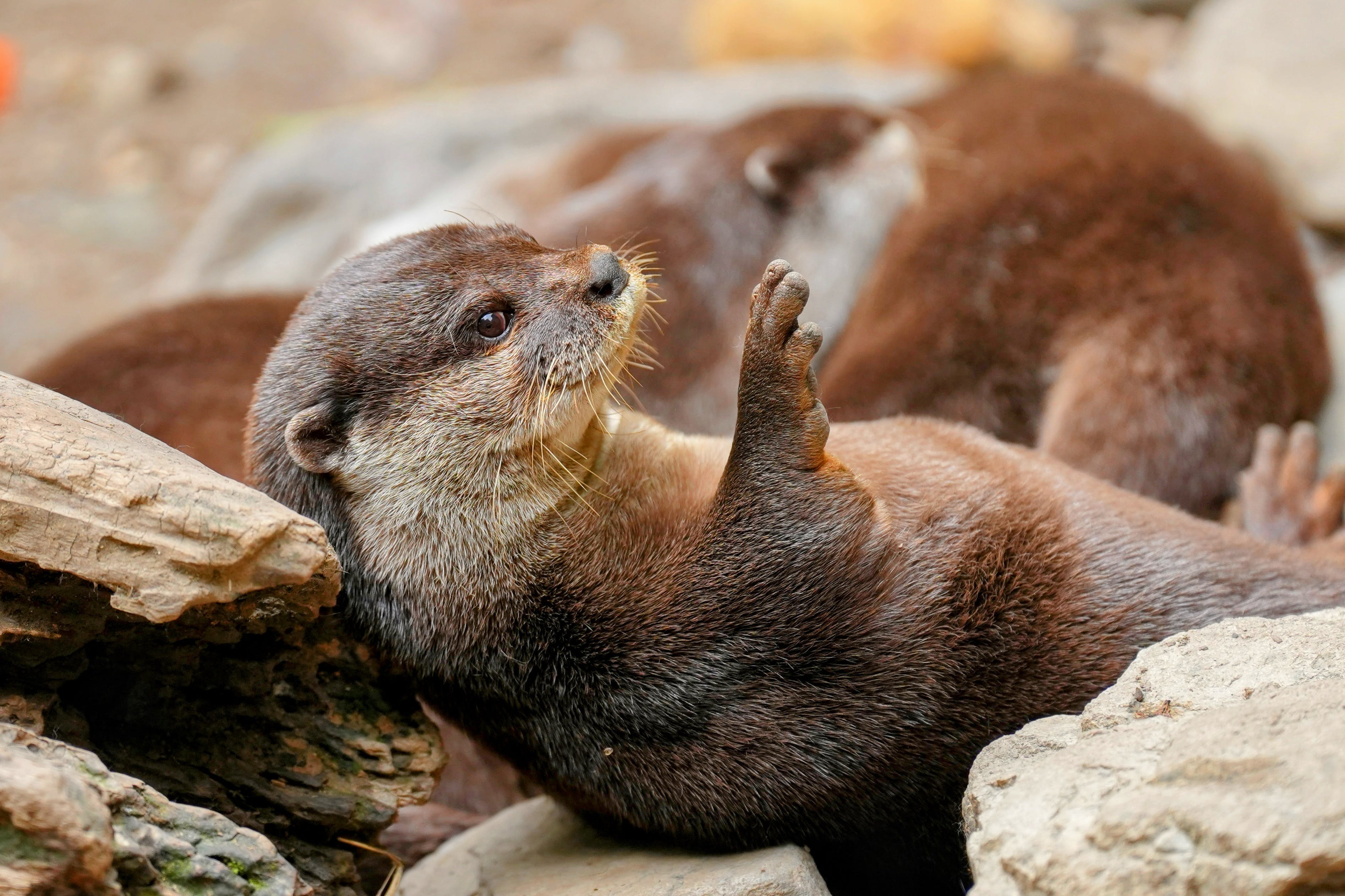 Otter Lying on Rocks · Free
