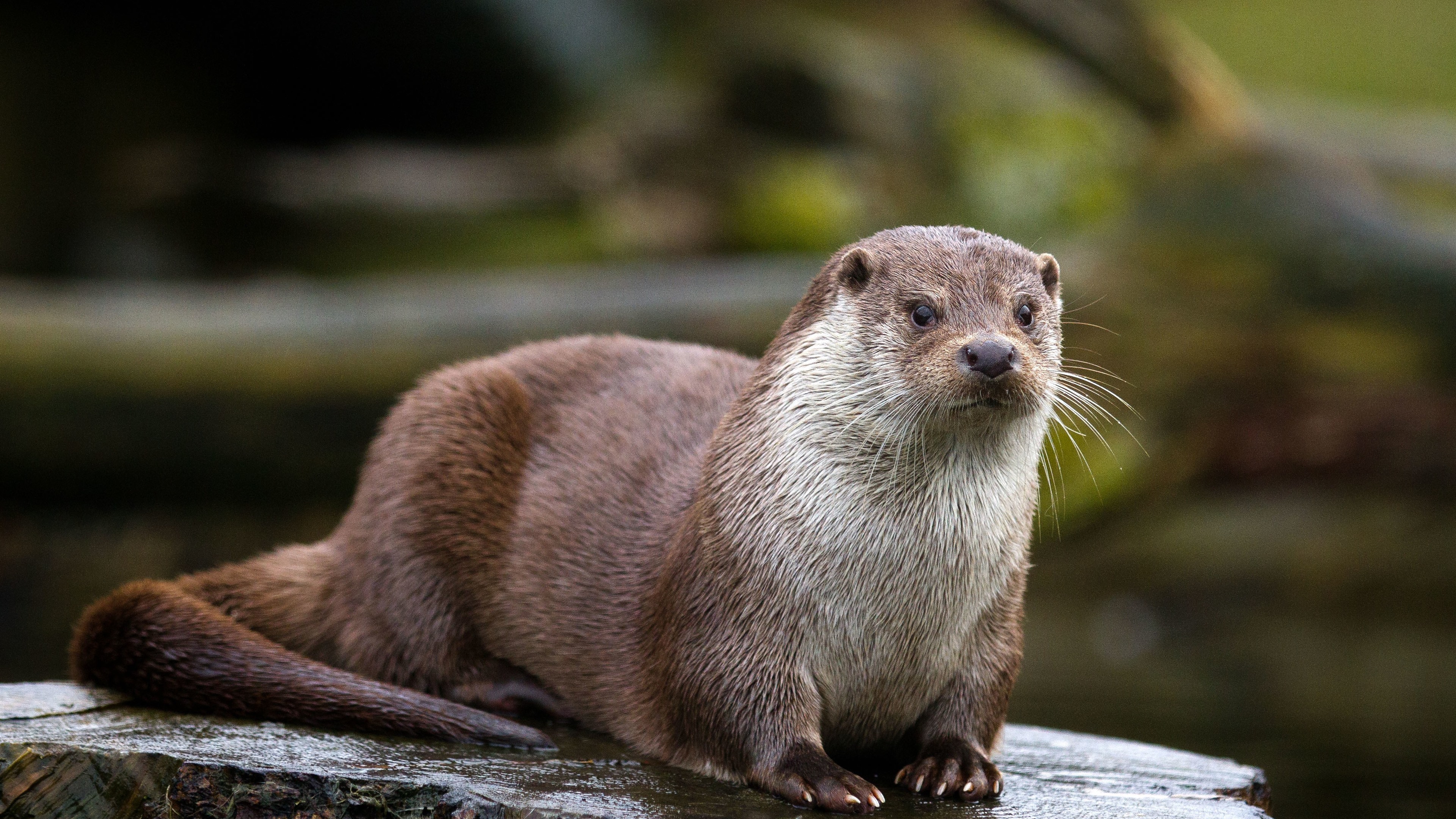 Wallpaper Otter, wildlife, stump 3840x2160 UHD 4K Picture, Image