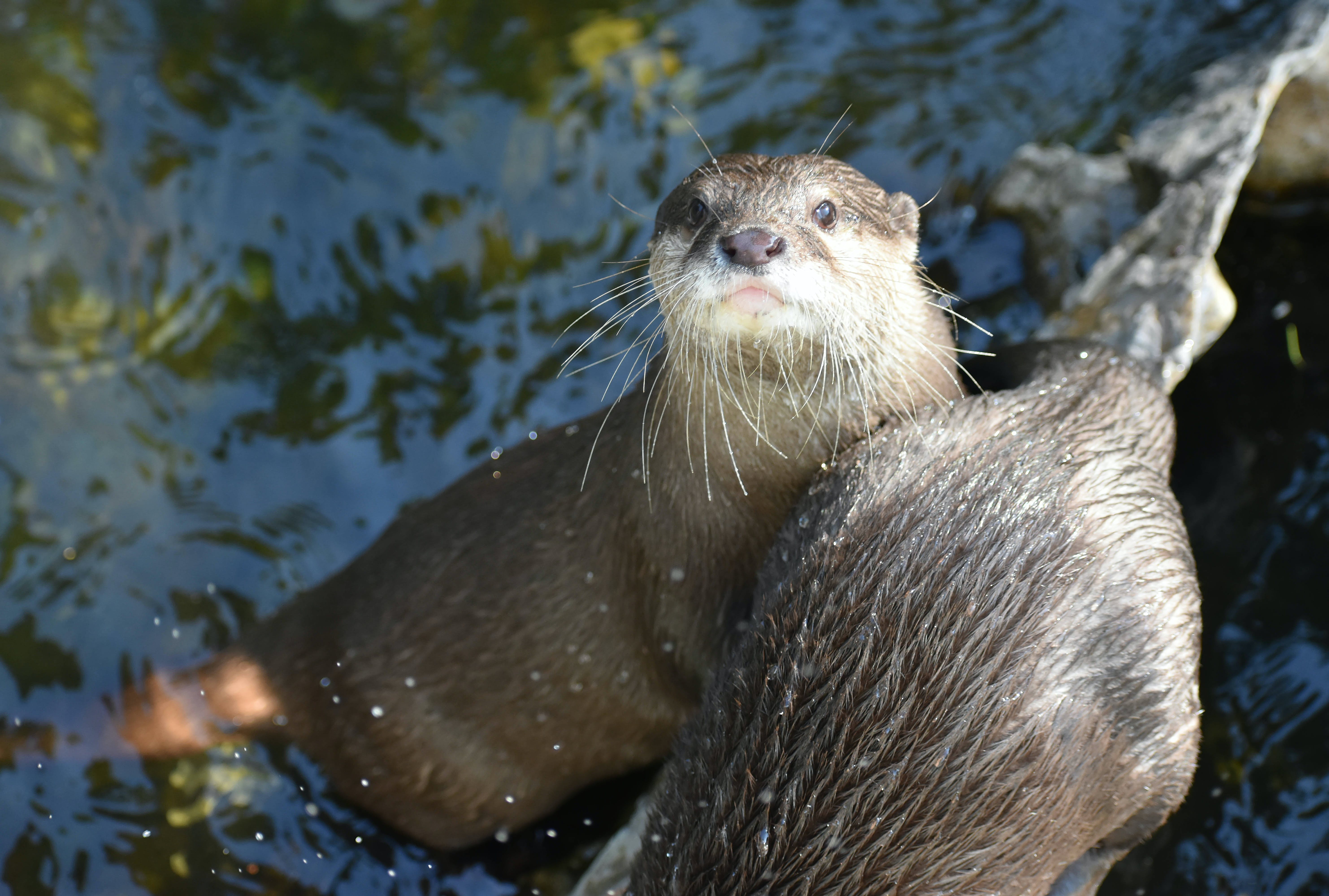 Brown Otter Near Green Grass · Free