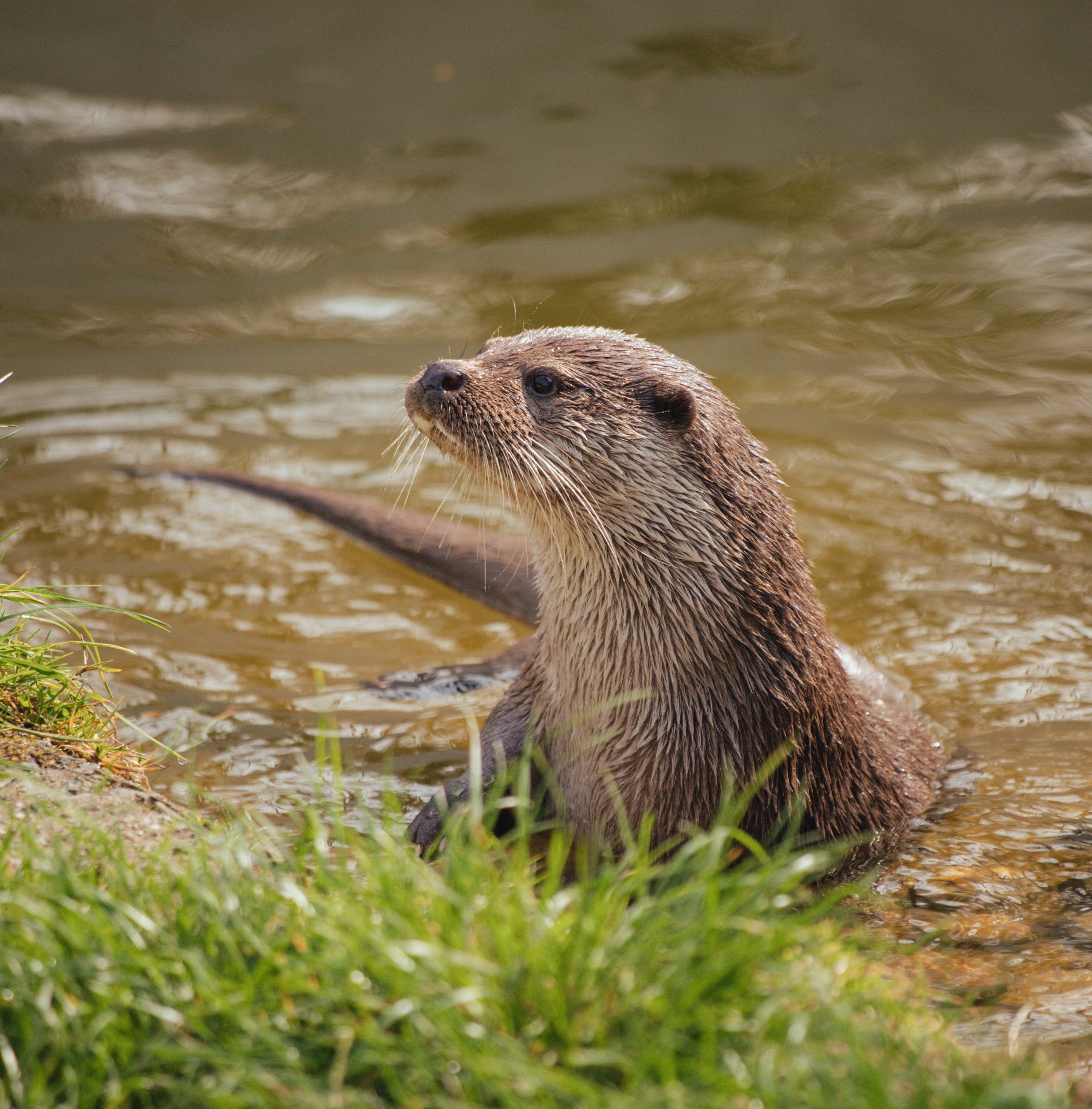 Otter Photo, Download The BEST Free Otter & HD Image