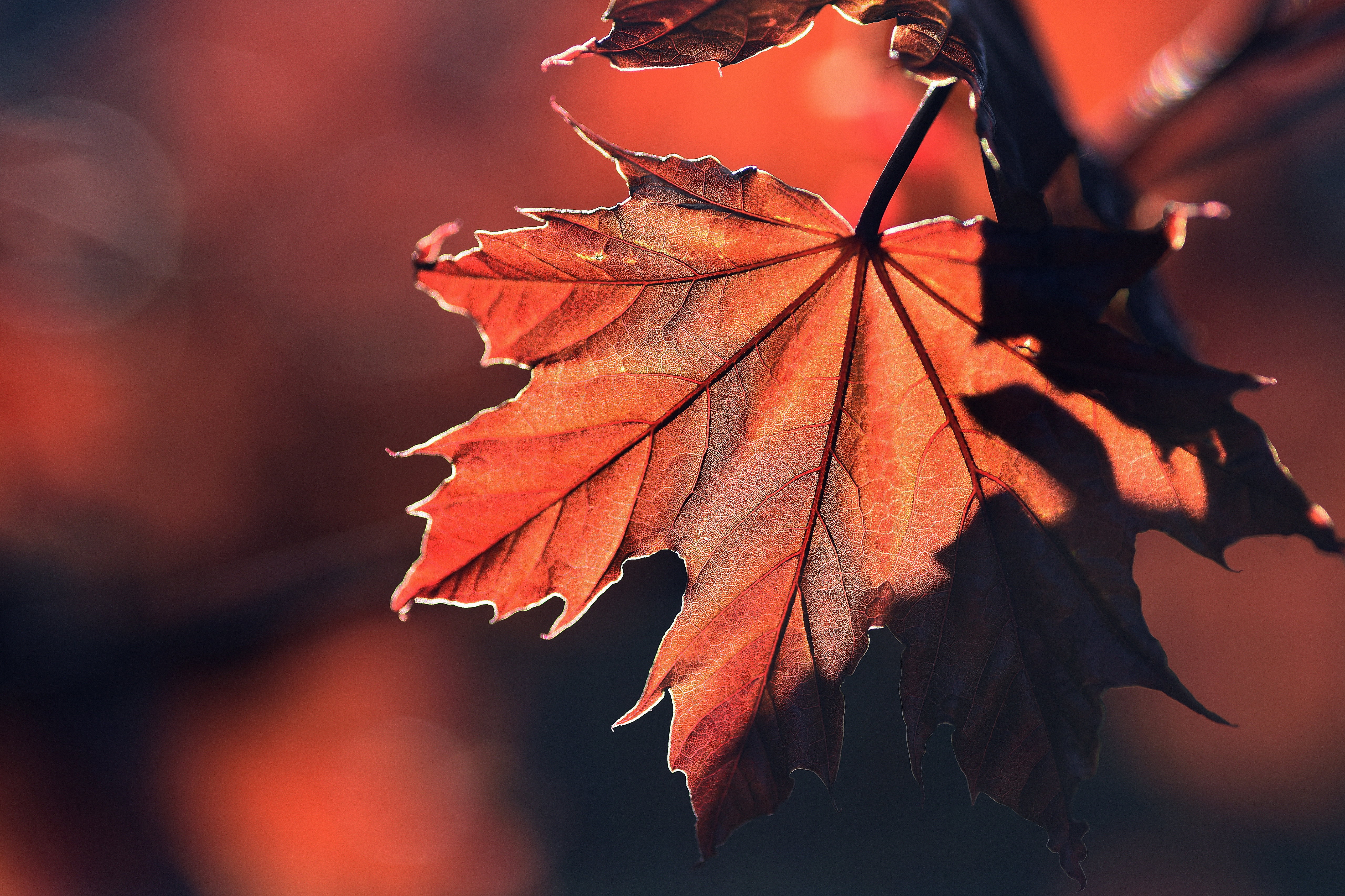 4K Maple Leaf Wallpaper and Background Image