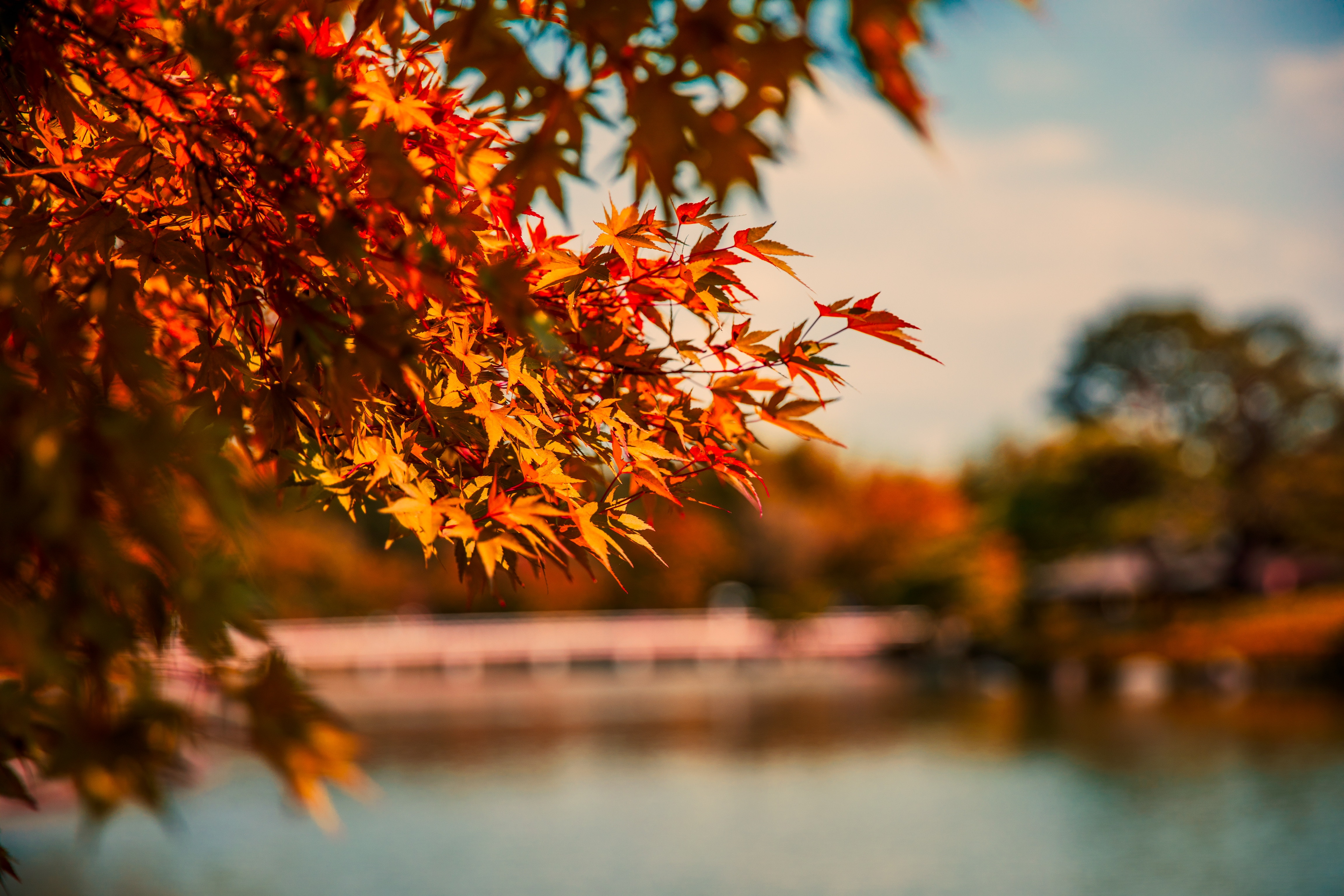 Maple Tree Autumn Lake 5k Wallpaper, HD Nature Wallpaper, 4k Wallpaper Image, Background, Photos and Picture