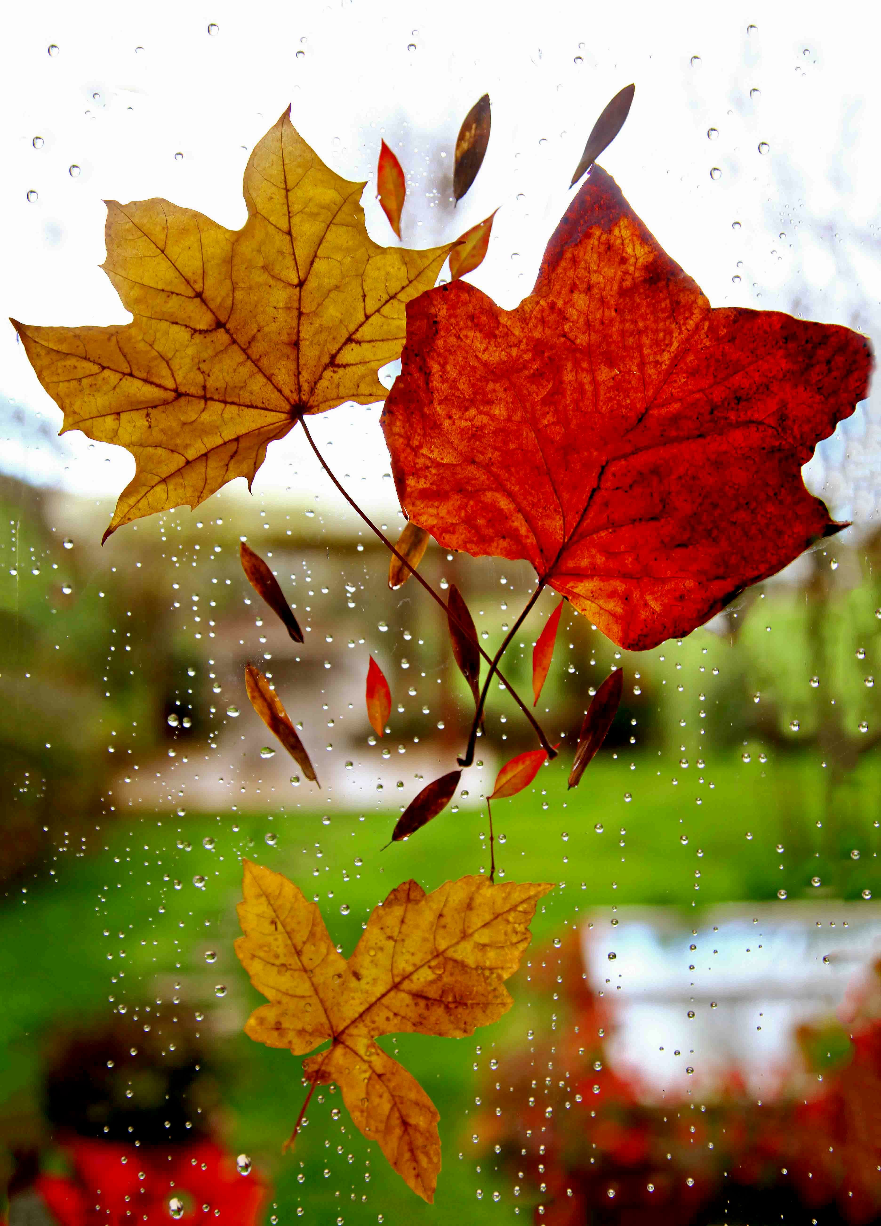 Maple Leaves Photo, Download The BEST Free Maple Leaves & HD Image