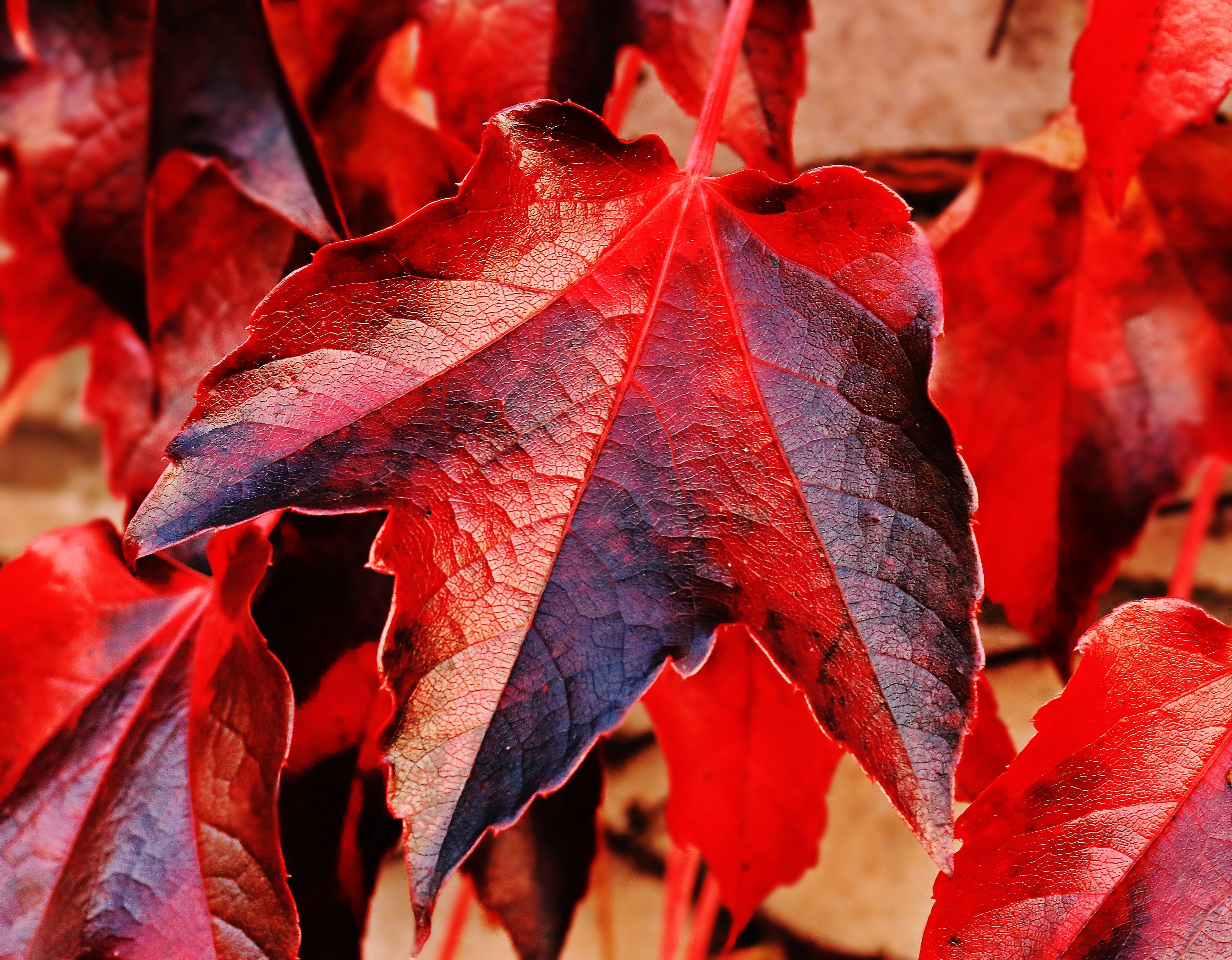 Maple Leaves Photo, Download The BEST Free Maple Leaves & HD Image