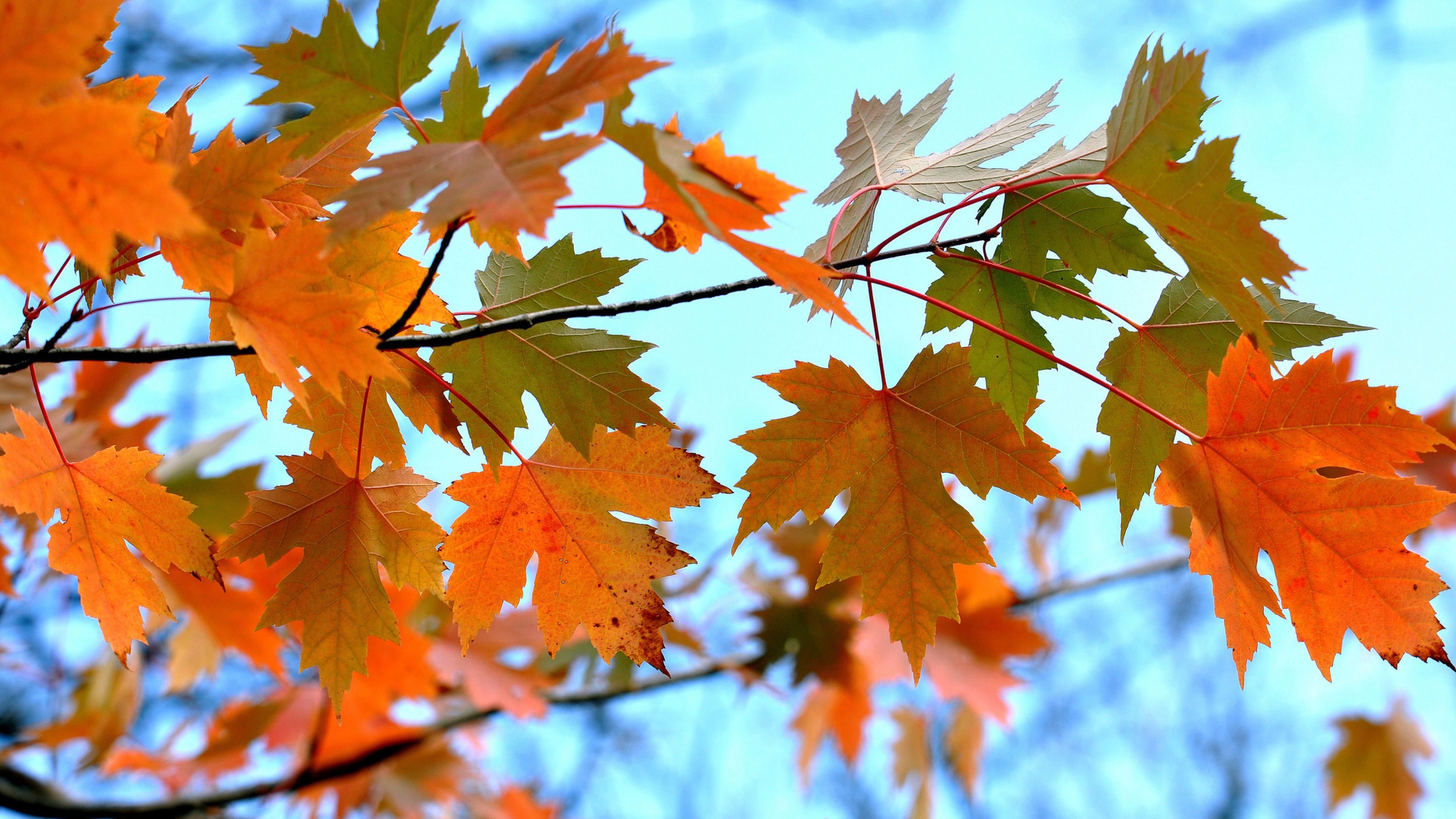 Maple Leaves Branches, HD Nature, 4k Wallpaper, Image, Background, Photo and Picture