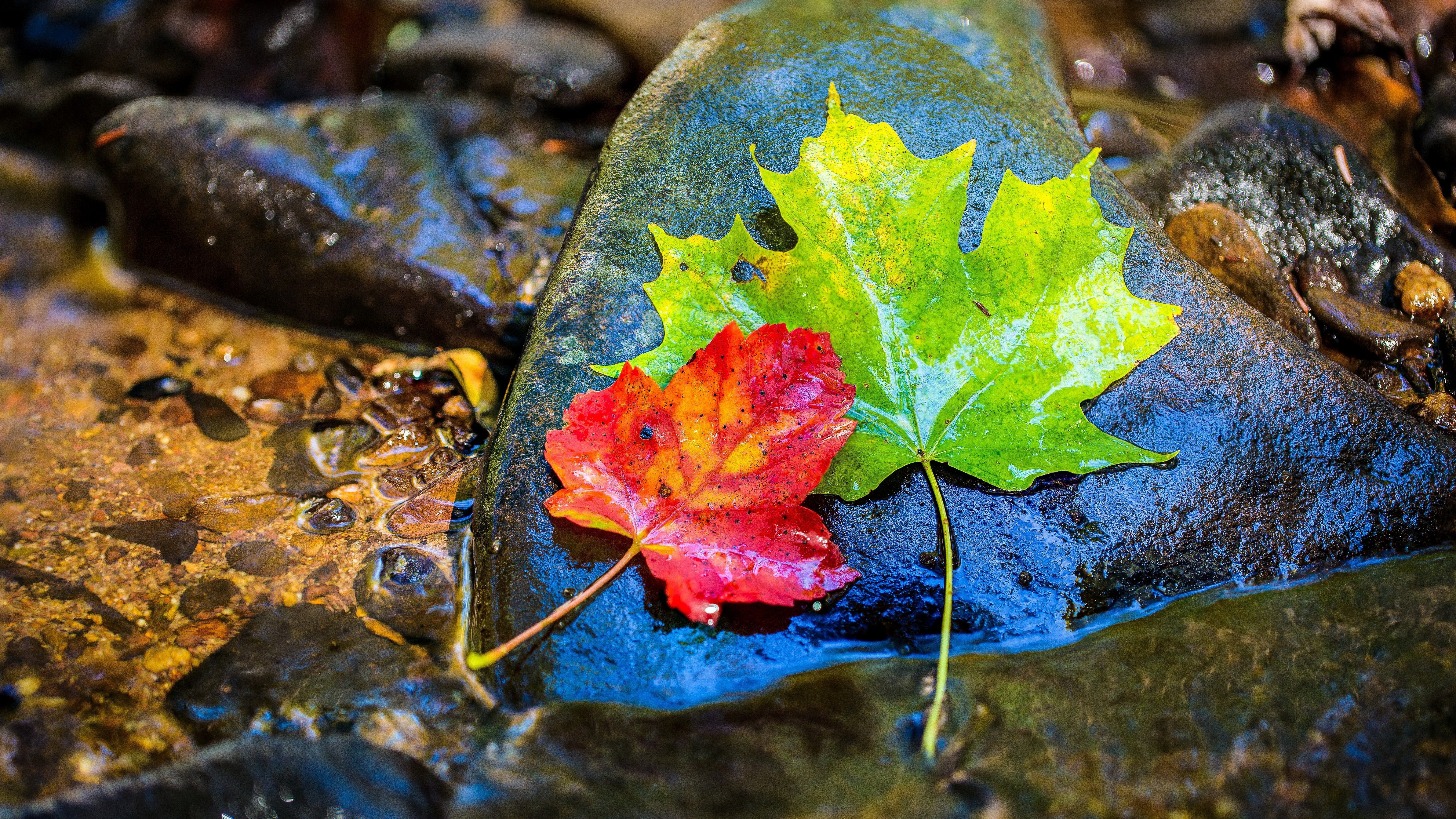 leaf autumn leaves 8k uhd #photography maple leaves #autumn #leaves #stone #photograph maple. Background HD wallpaper, Blue wallpaper iphone, Nature photography