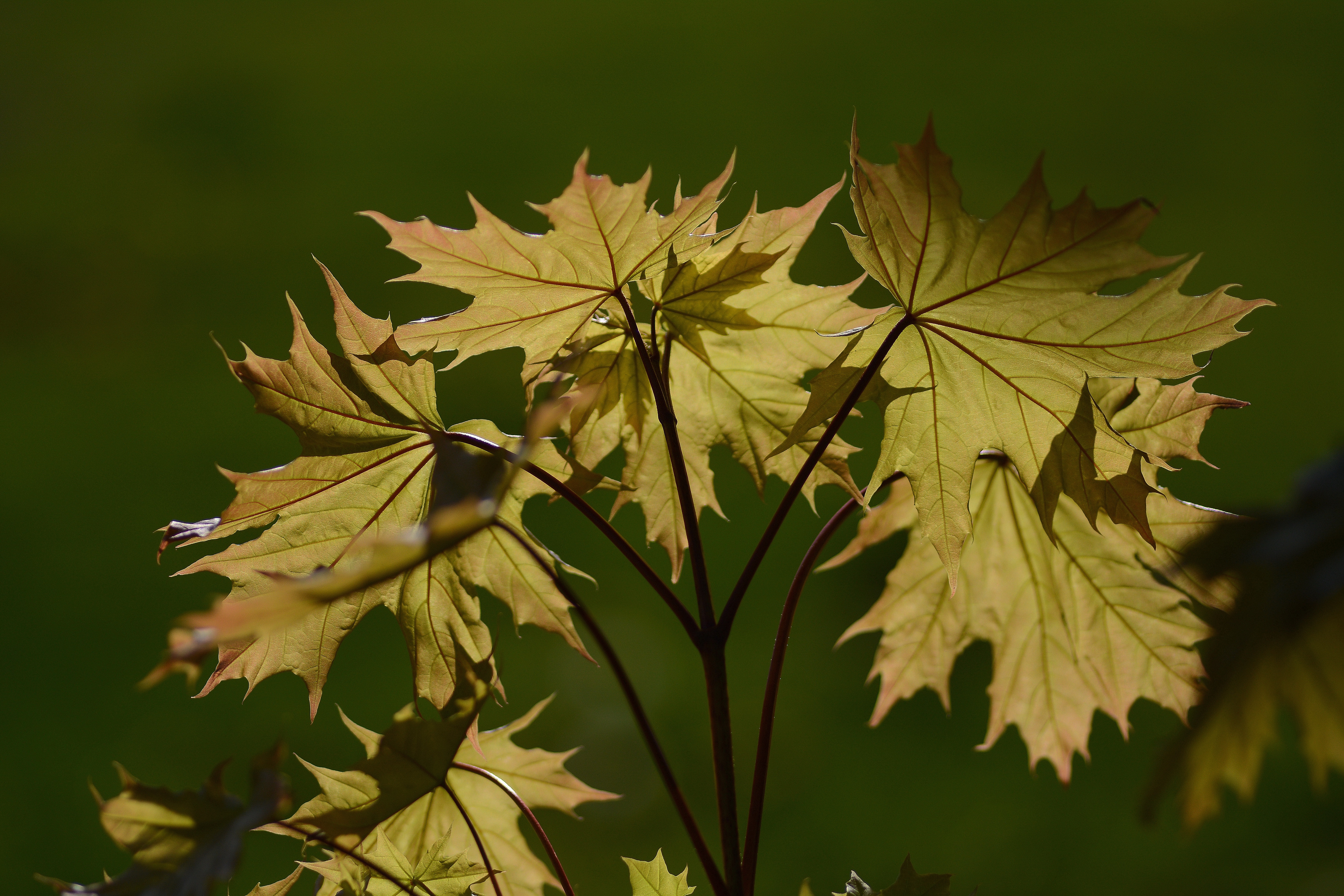 4K Maple Leaf Wallpaper and Background Image