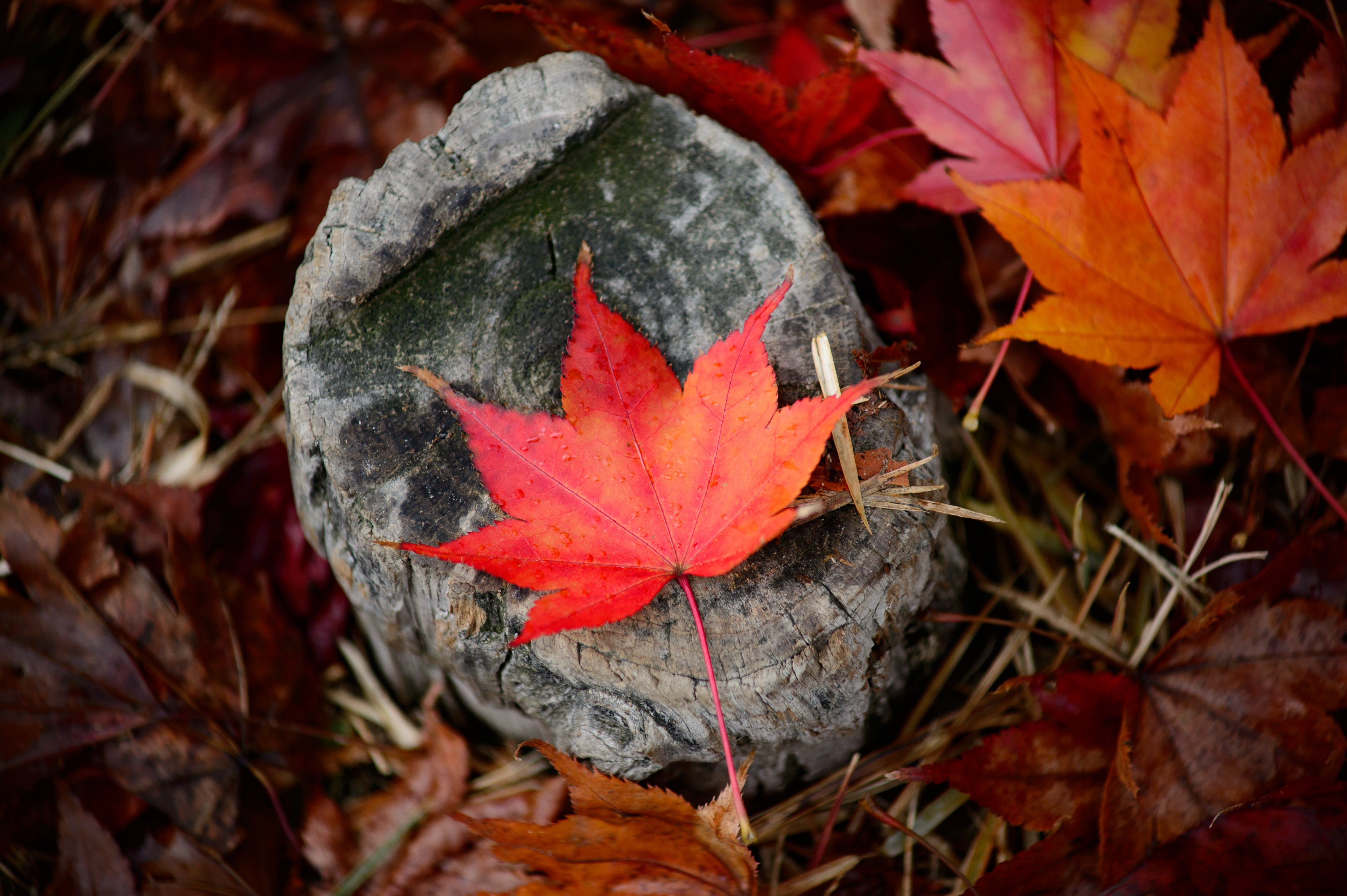 Maple Photo, Download The BEST Free Maple & HD Image