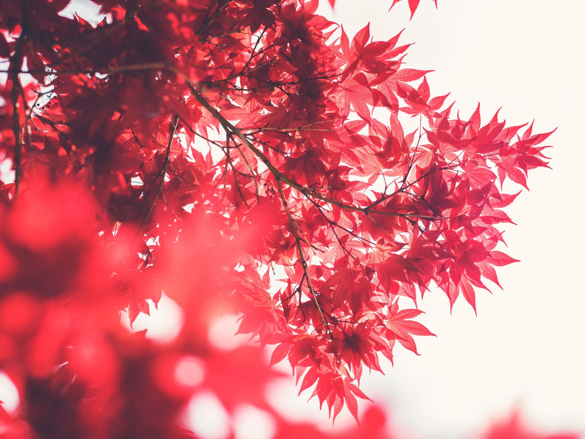 Maple Tree 4k Wallpaper 4K