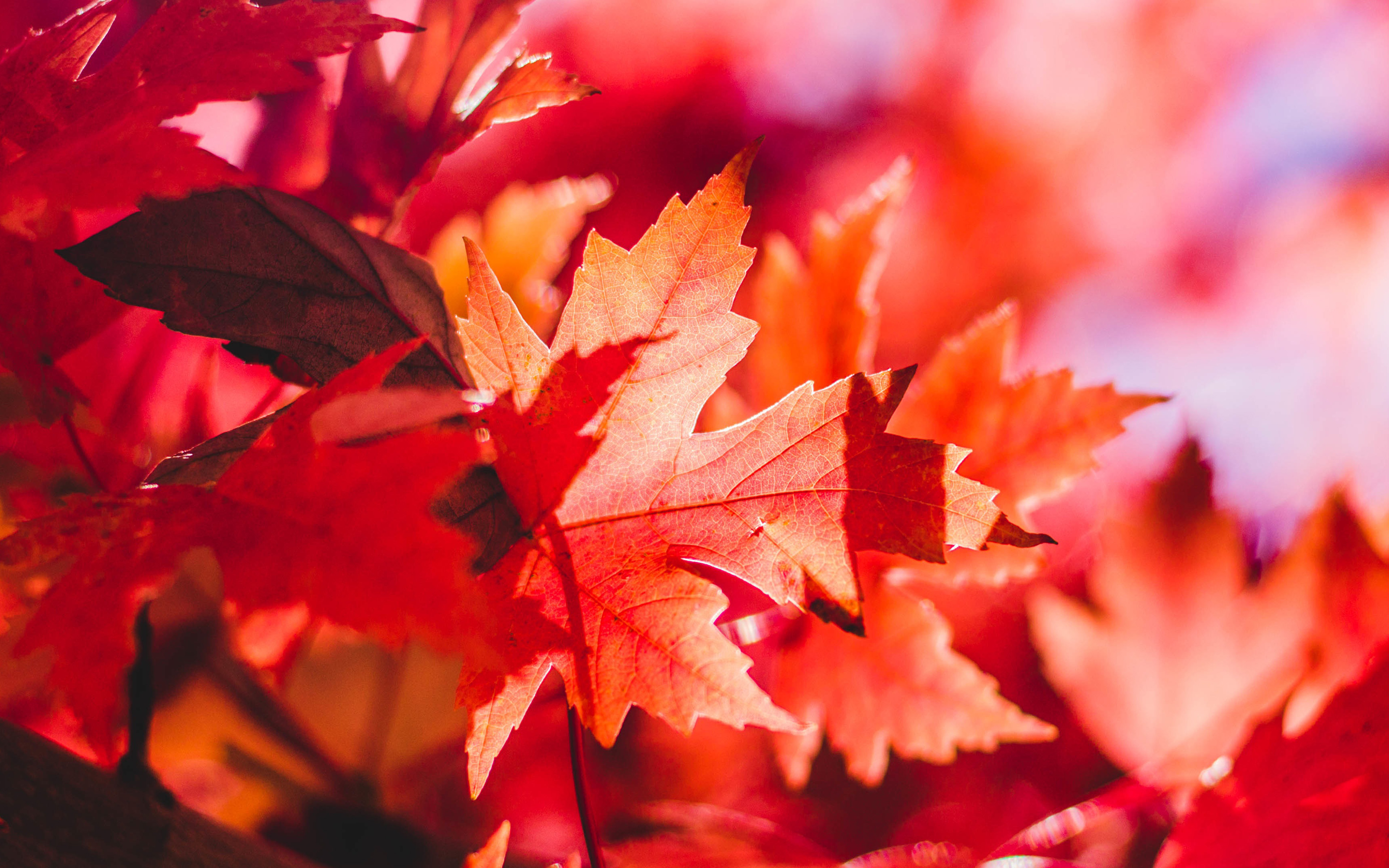 wallpaper for desktop, laptop. maple leaf flower red fall autumn nature