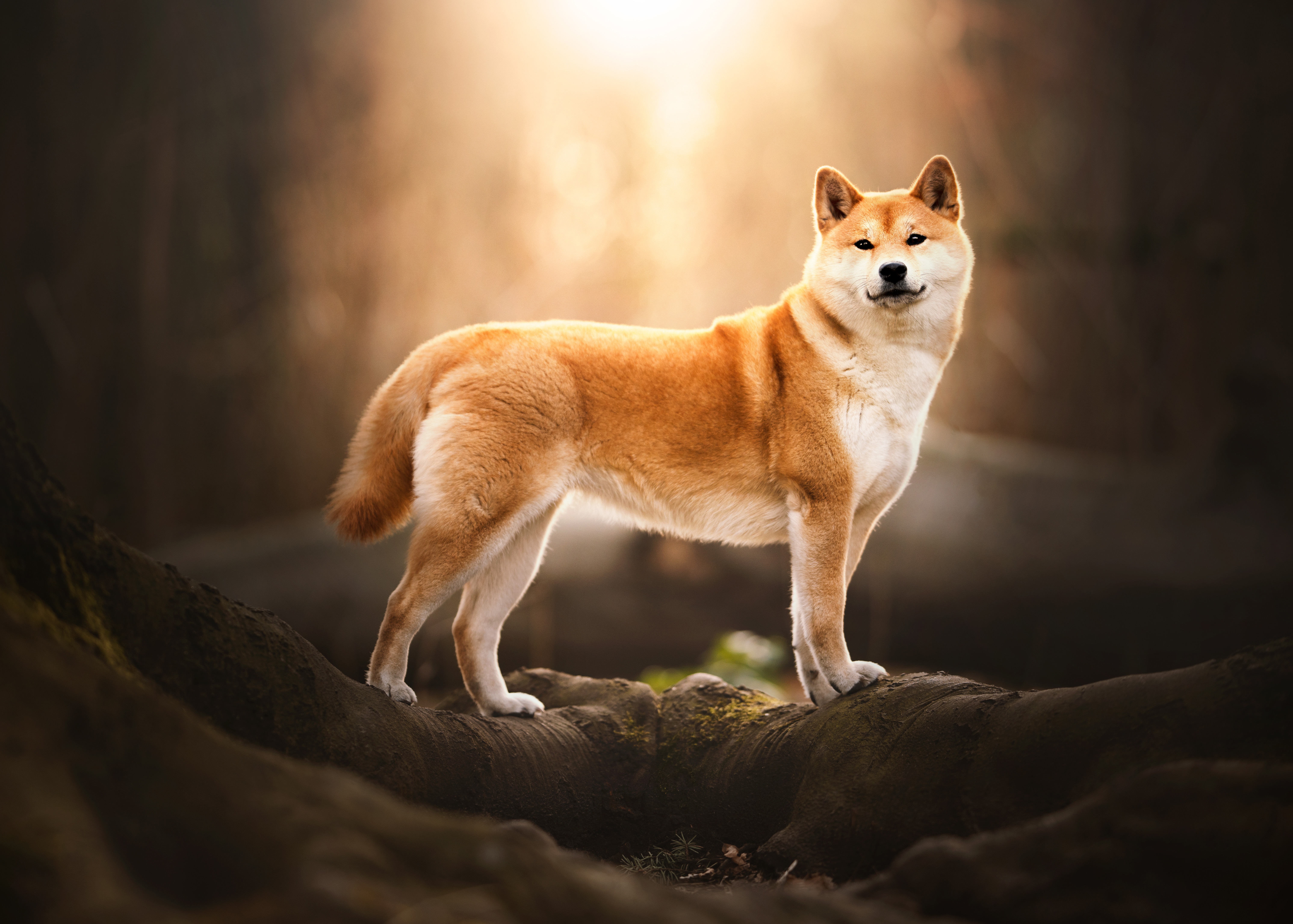 Animal Shiba Inu 4k Ultra HD Wallpaper