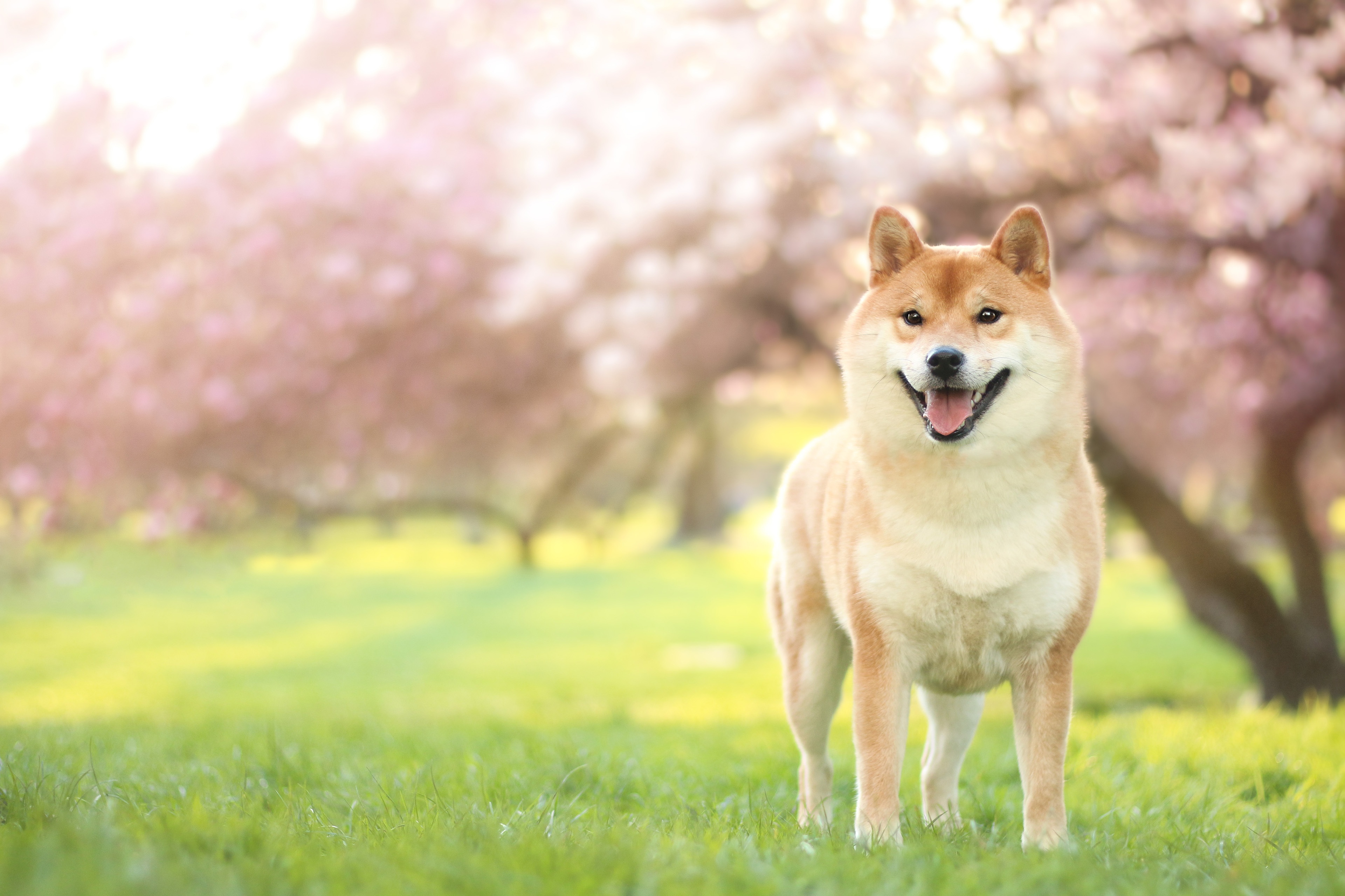 Animal Shiba Inu 4k Ultra HD Wallpaper