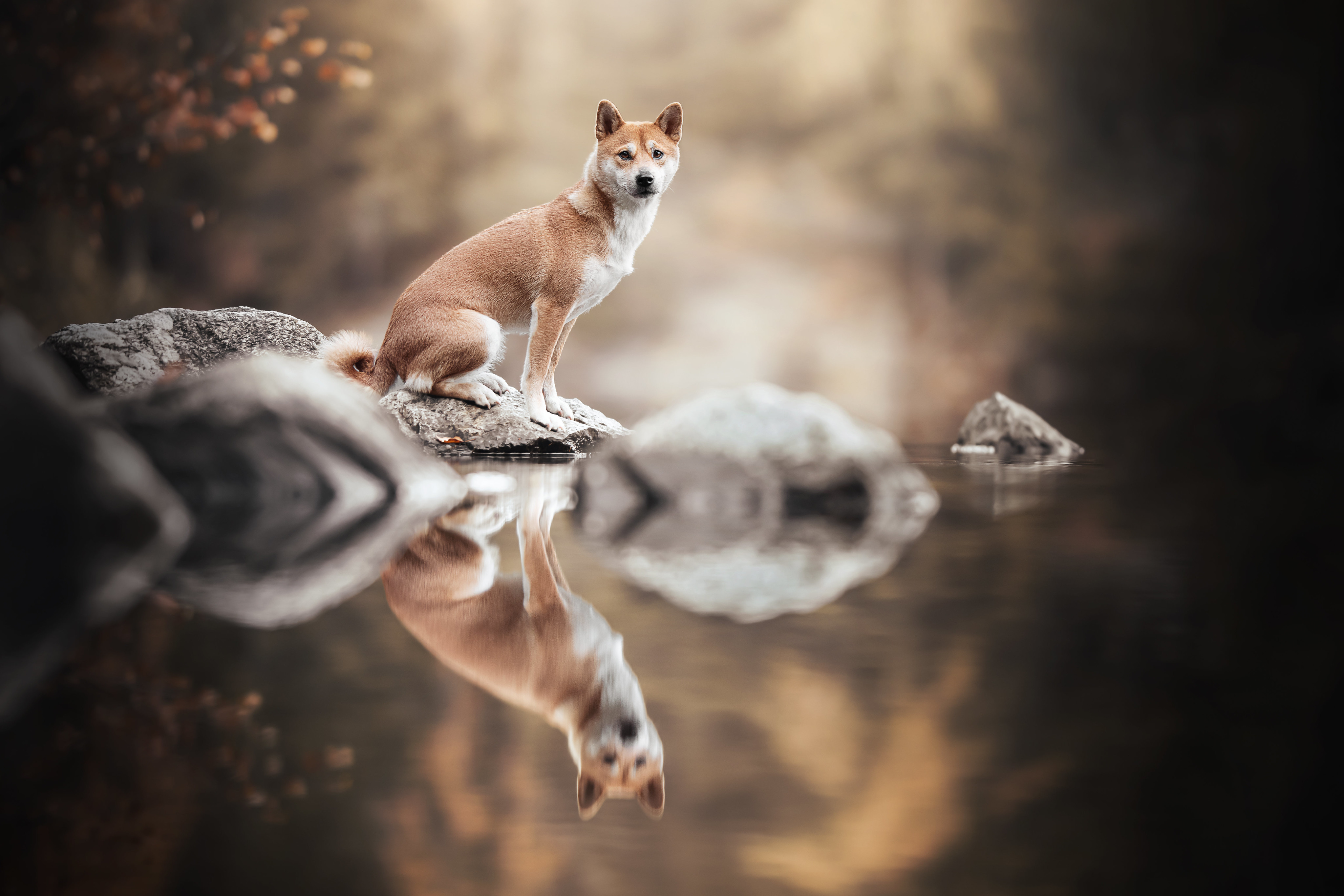 Animal Shiba Inu 4k Ultra HD Wallpaper