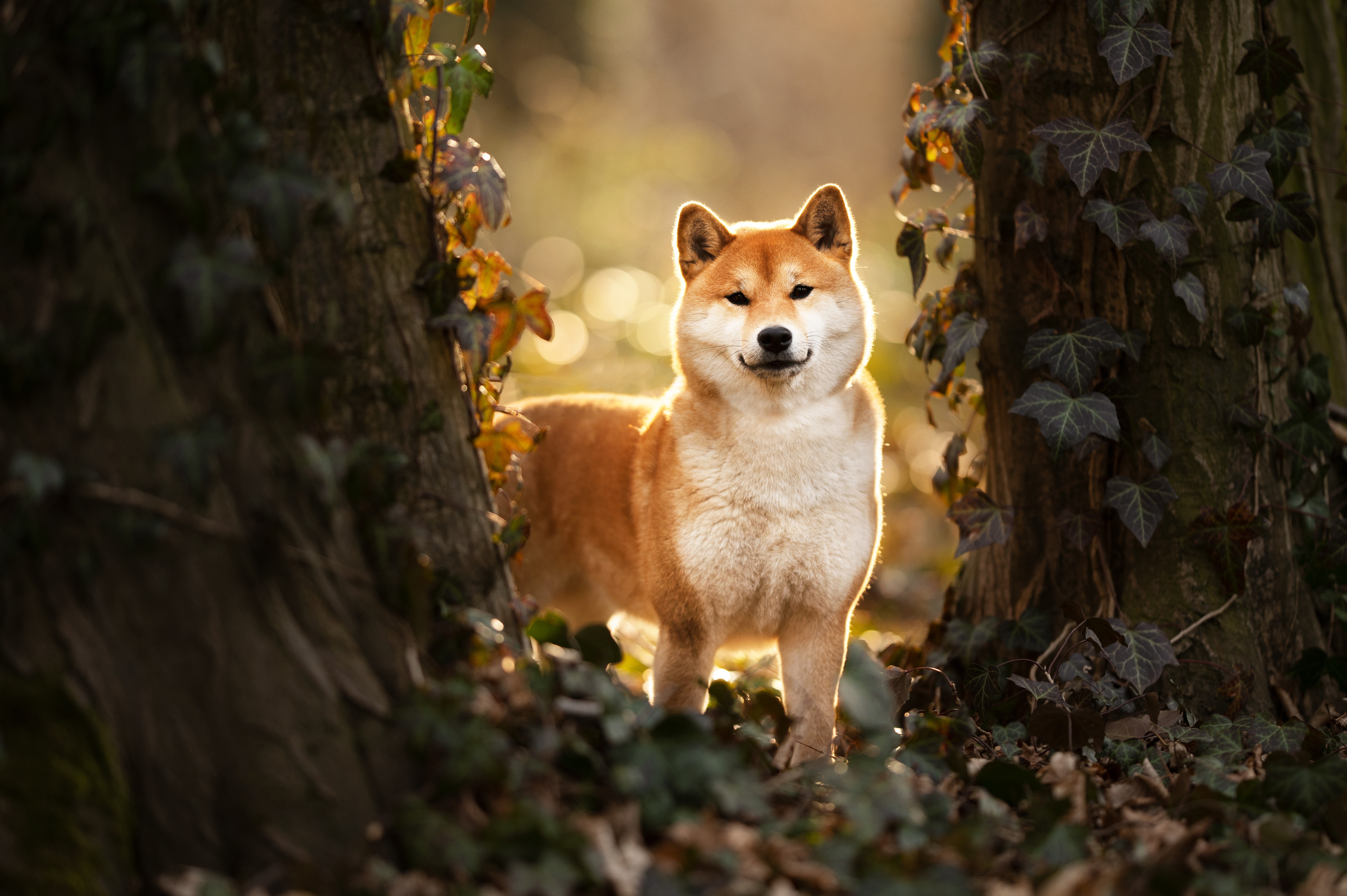 Animal Shiba Inu 4k Ultra HD Wallpaper