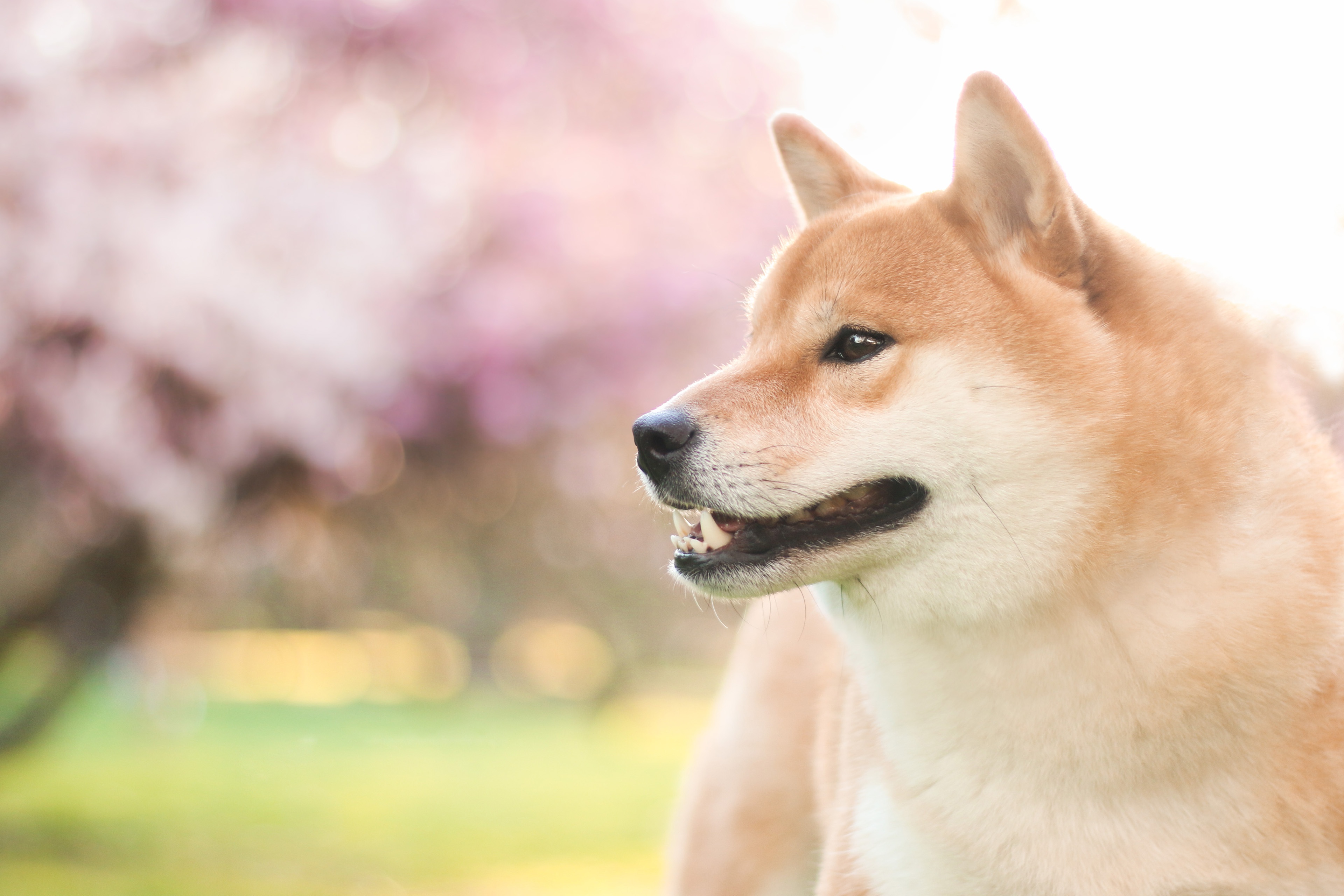 Animal Shiba Inu 4k Ultra HD Wallpaper