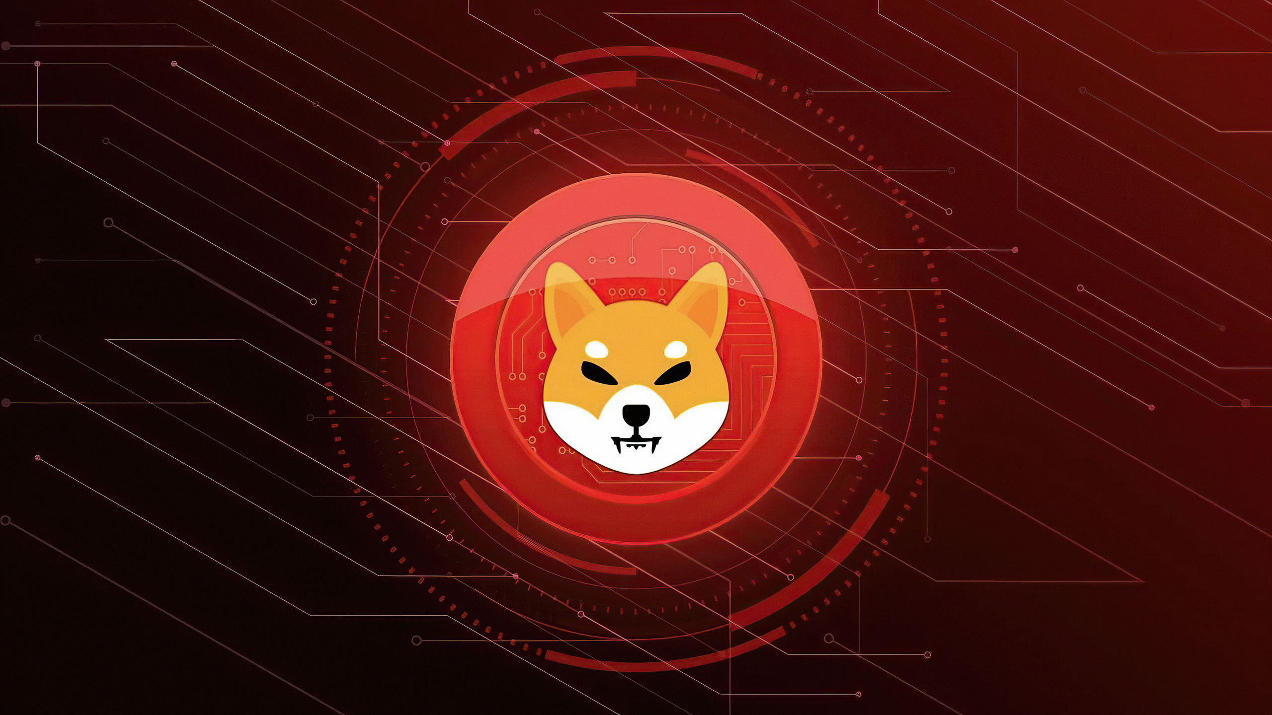 Shiba Inu 4k 1440P Resolution HD 4k Wallpaper, Image, Background, Photo and Picture