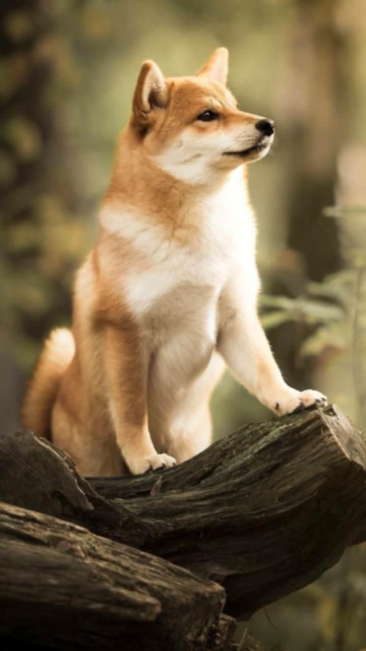 Shiba Inu Wallpaper APK for Android