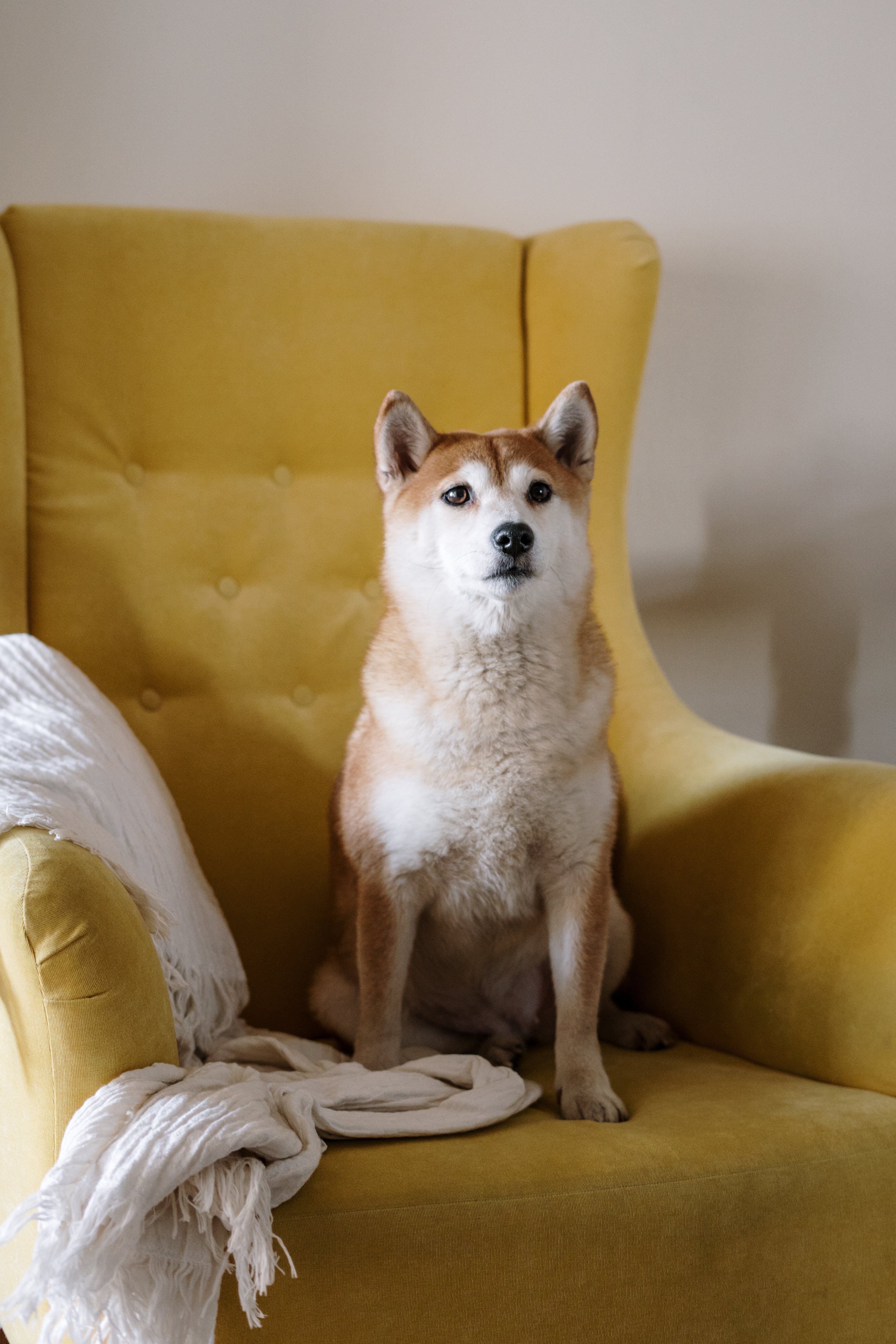 Shiba Inu Photo, Download The BEST Free Shiba Inu & HD Image