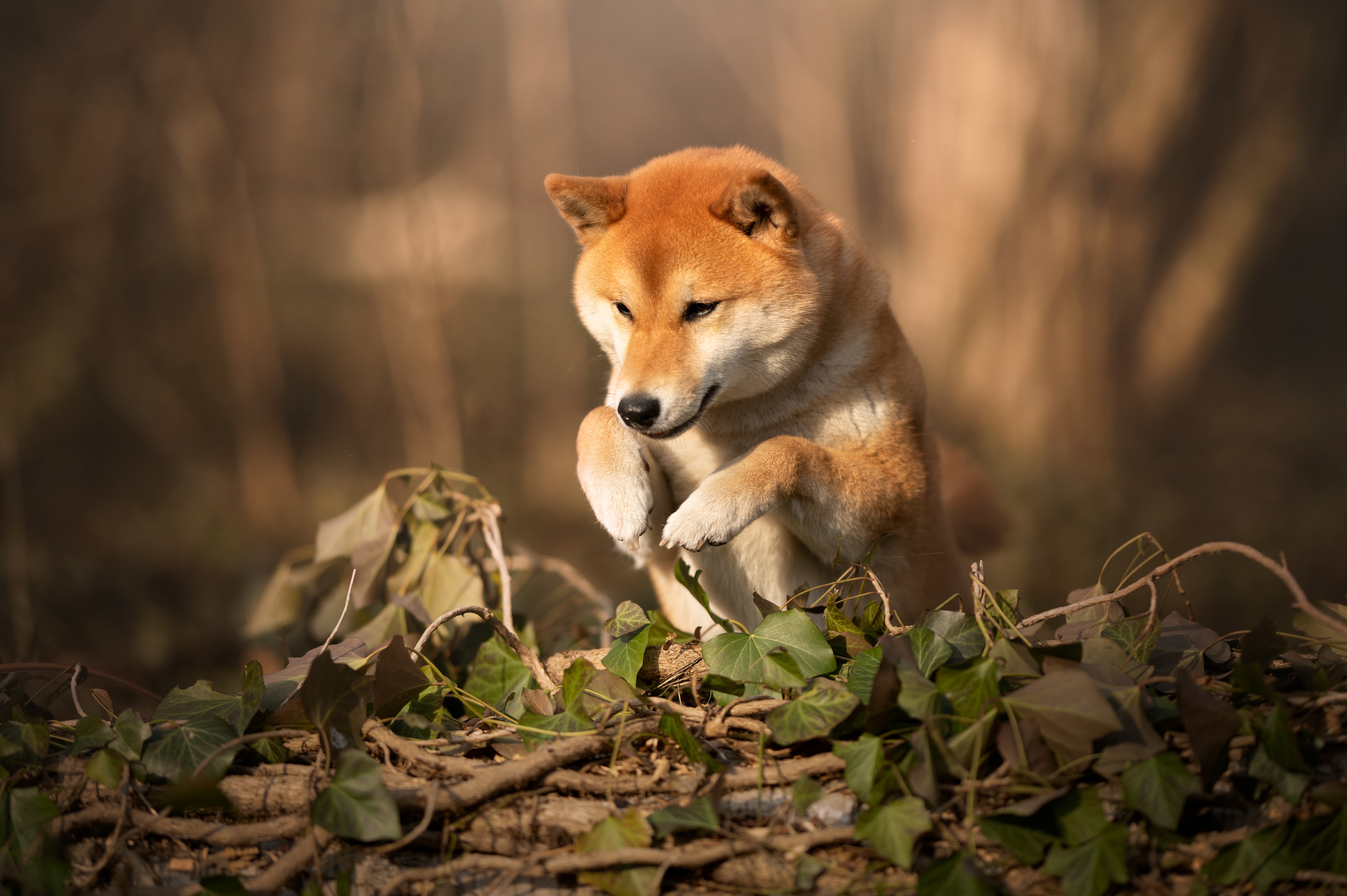 Animal Shiba Inu 4k Ultra HD Wallpaper