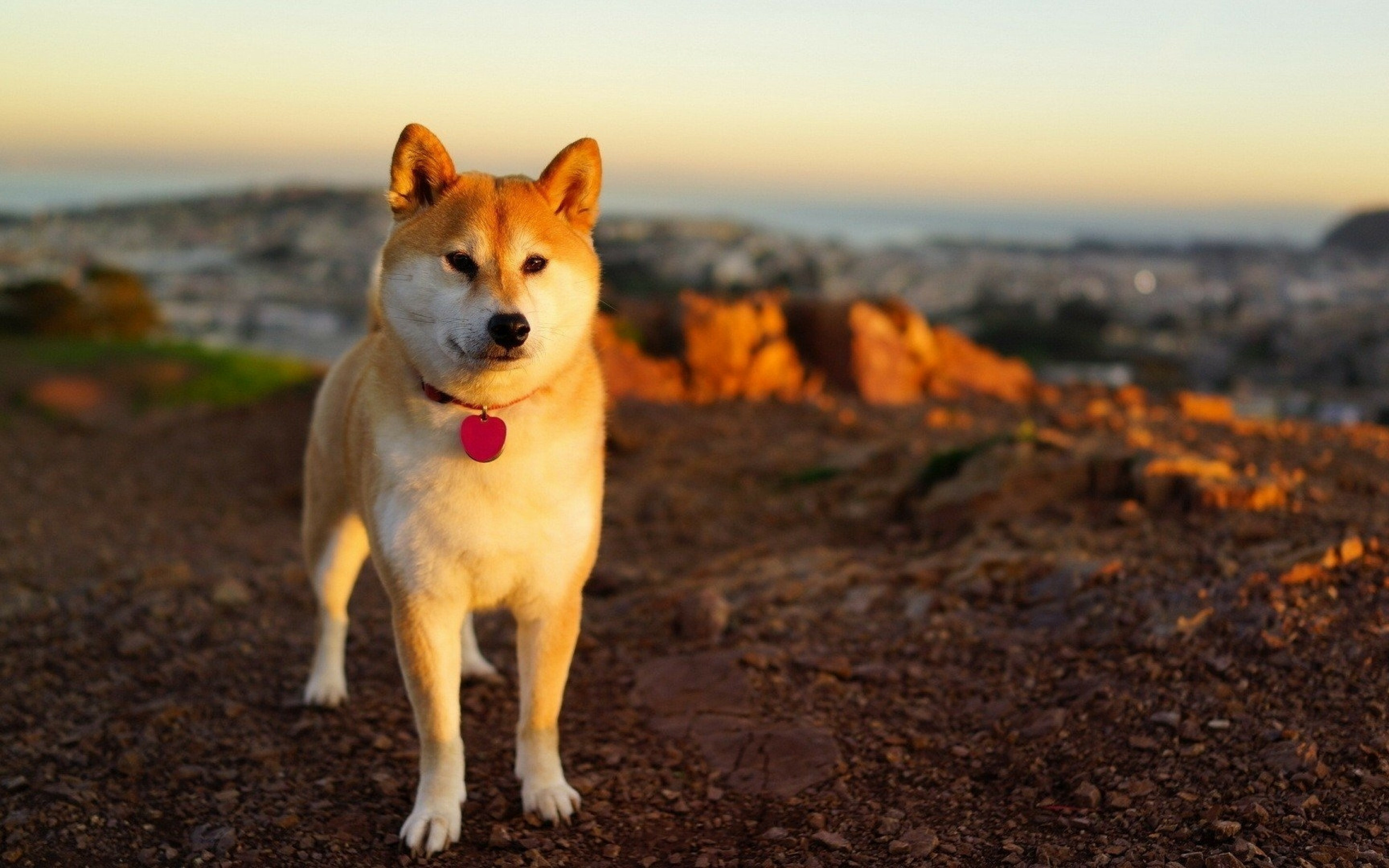 Shiba Inu Wallpaper (image inside)