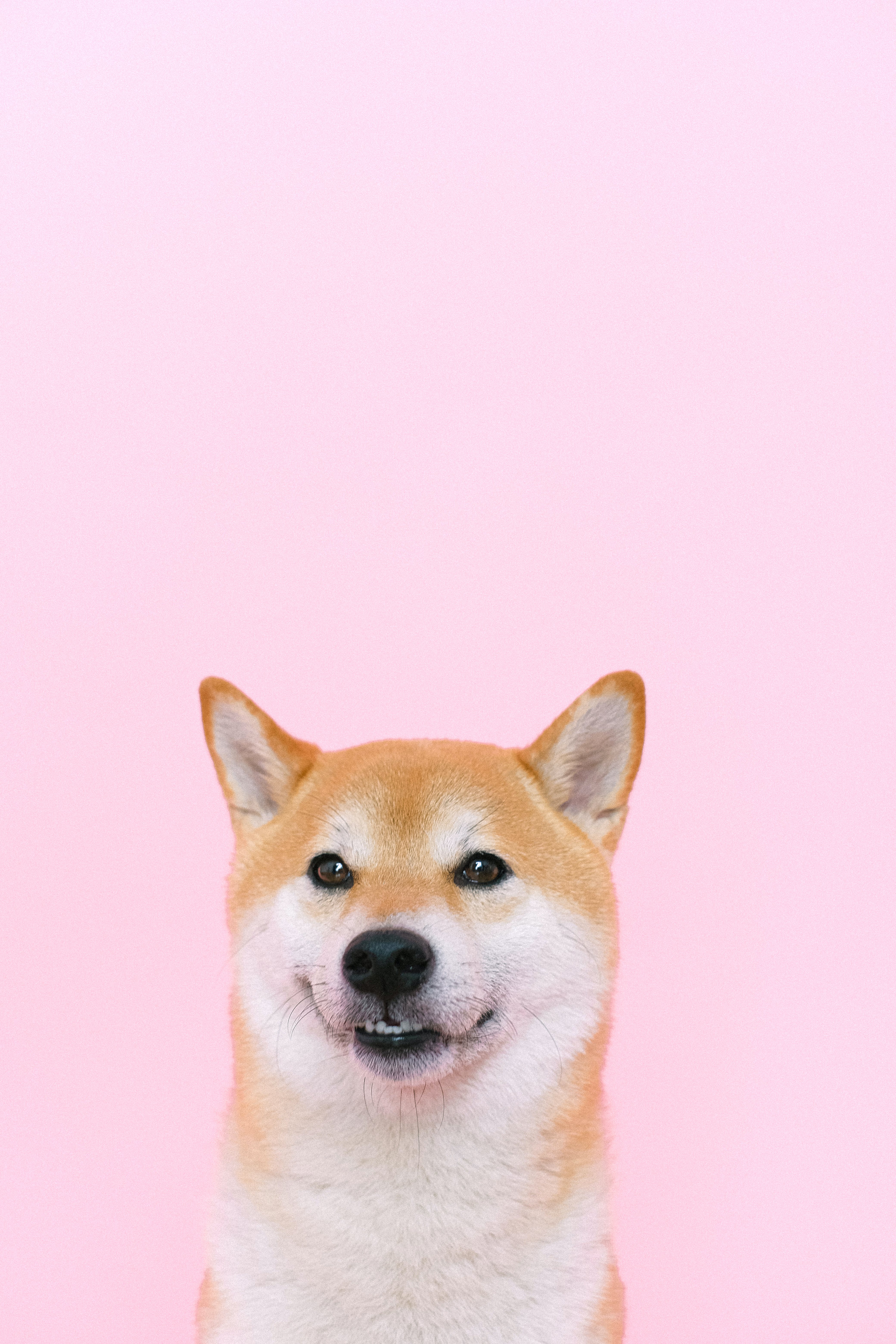 Shiba Inu Photo, Download The BEST Free Shiba Inu & HD Image