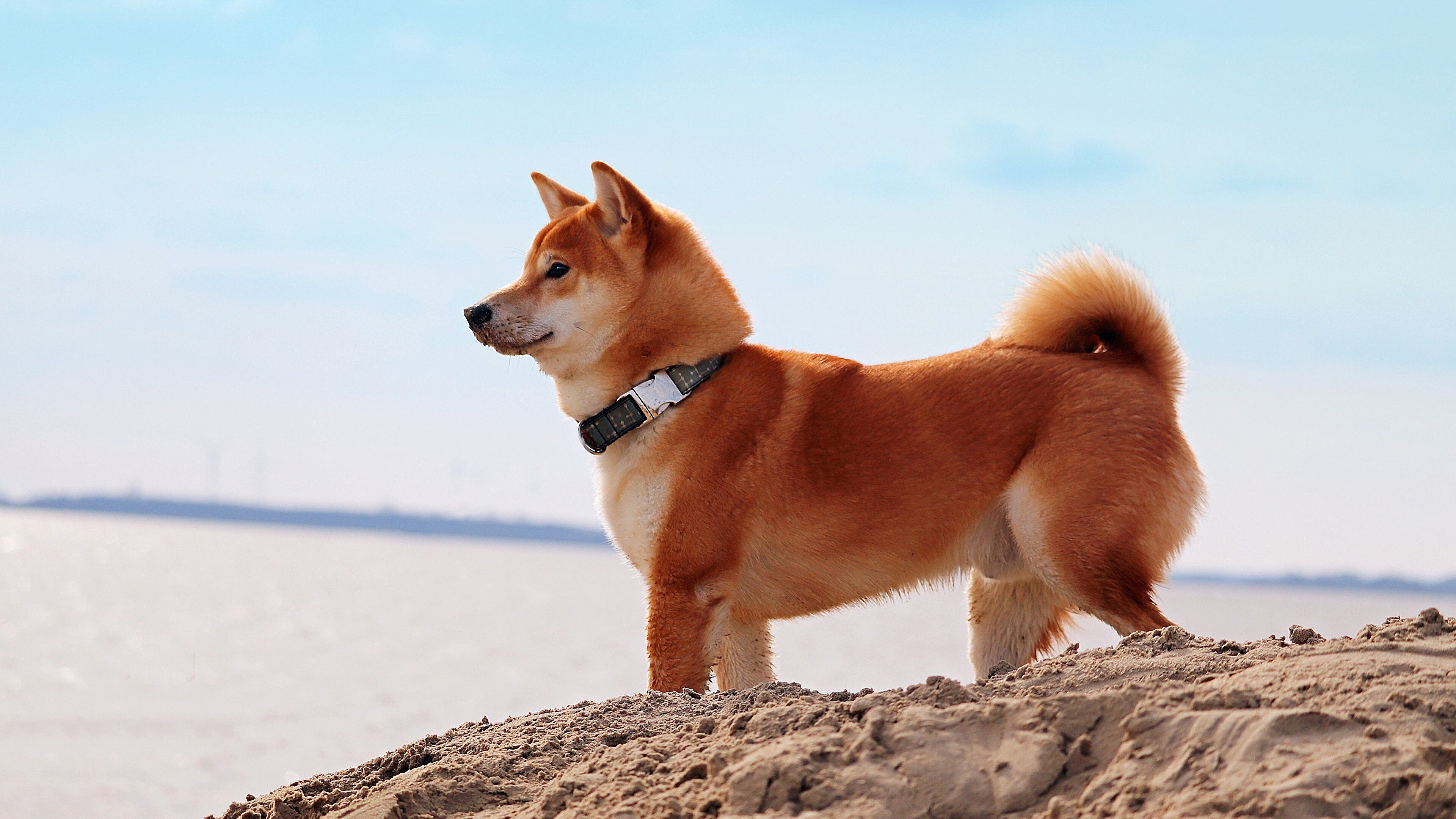 Shiba Inu Wallpaper (image inside)