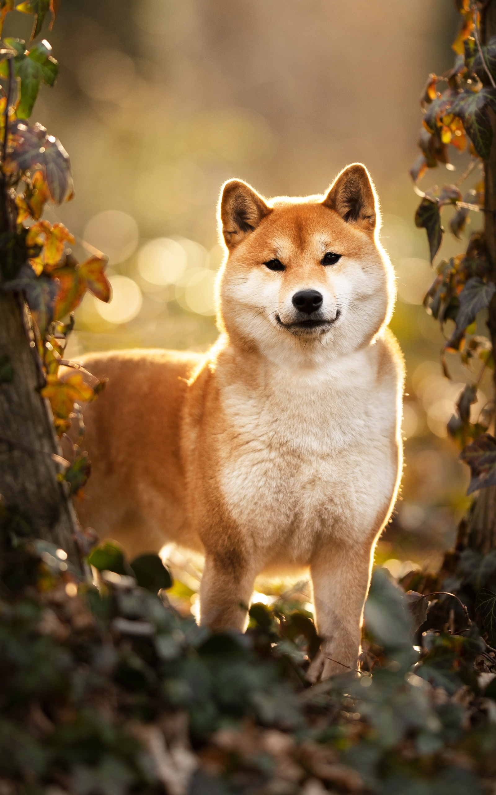 Download Animal Shiba Inu Phone Wallpaper