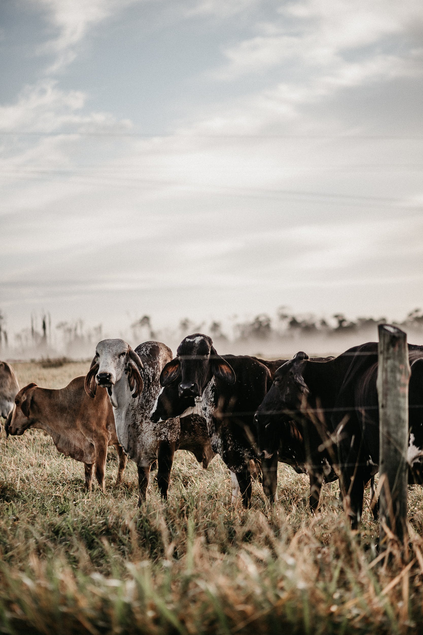 Herd of Cattle Behind a Wire Fence · Free