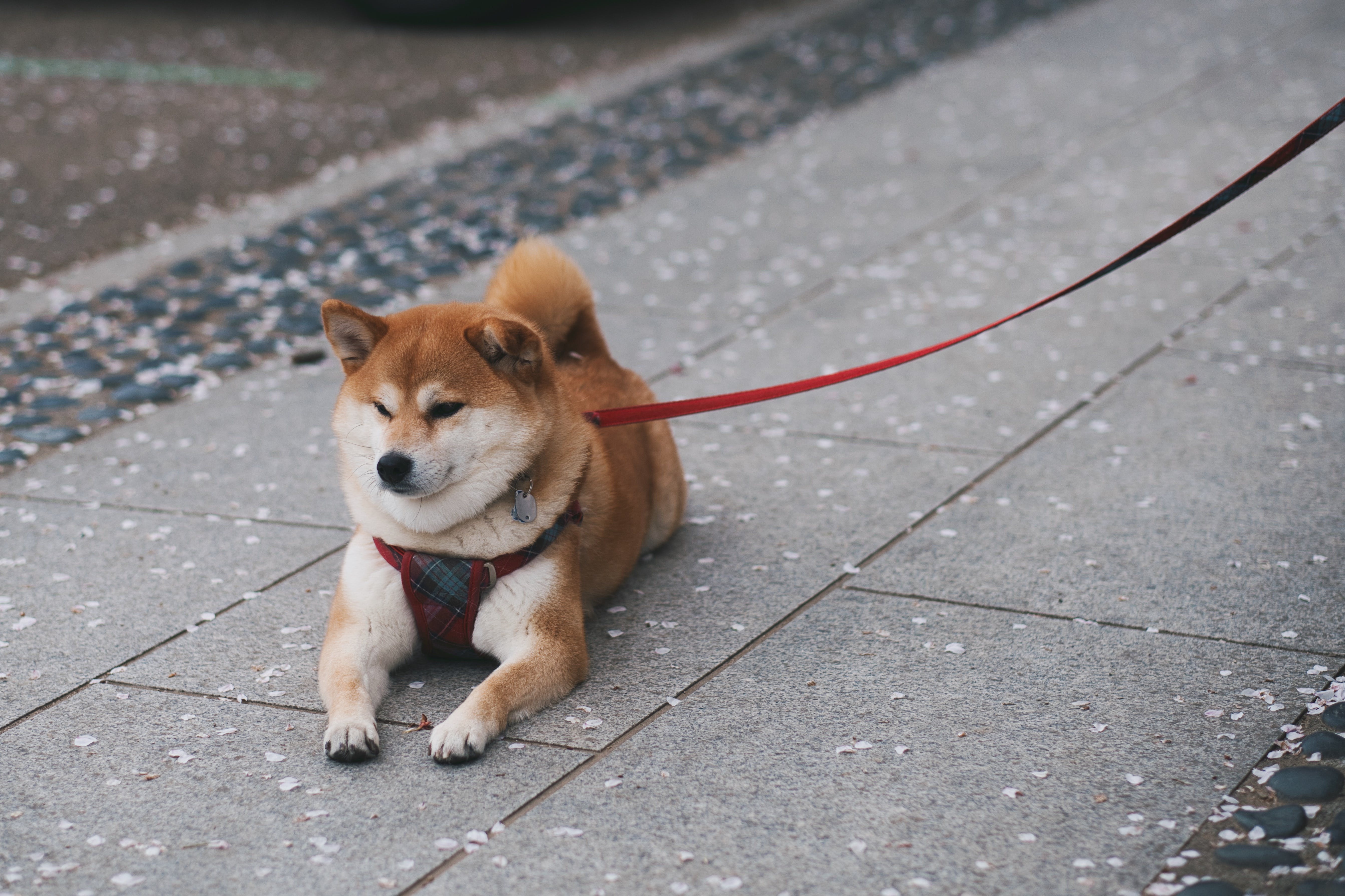 Shiba Inu Photo, Download The BEST Free Shiba Inu & HD Image