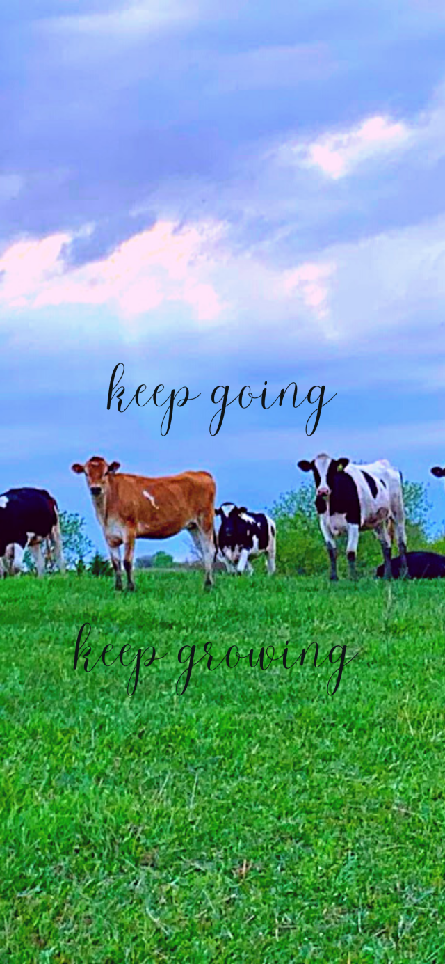 Cow Phone Wallpaper Farm